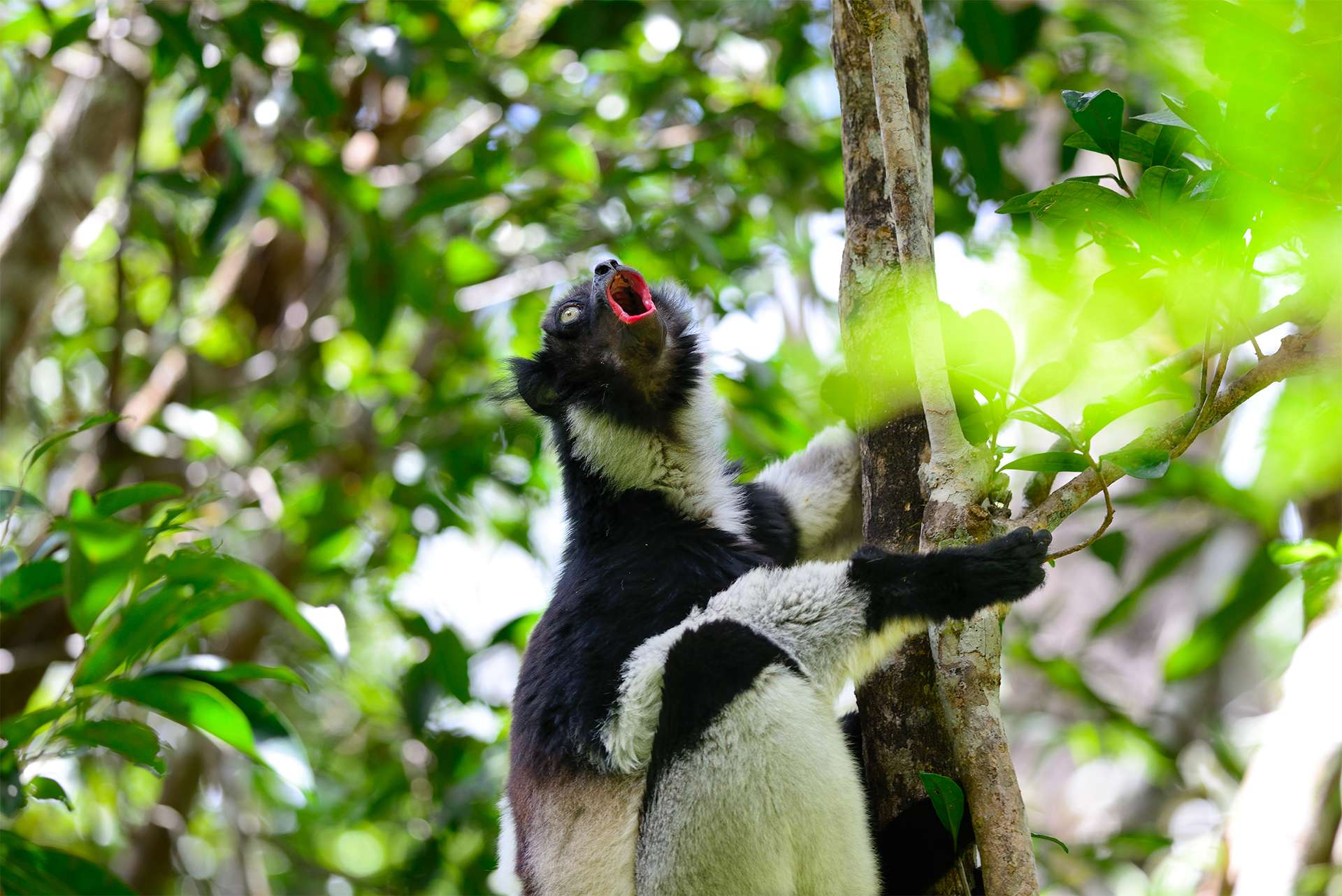 Indri is a species of strepsirrine primate of the Indriidae family, the largest lemur that can be found today in Madagascar, the island where these prosimians are endemic. Indri indri.