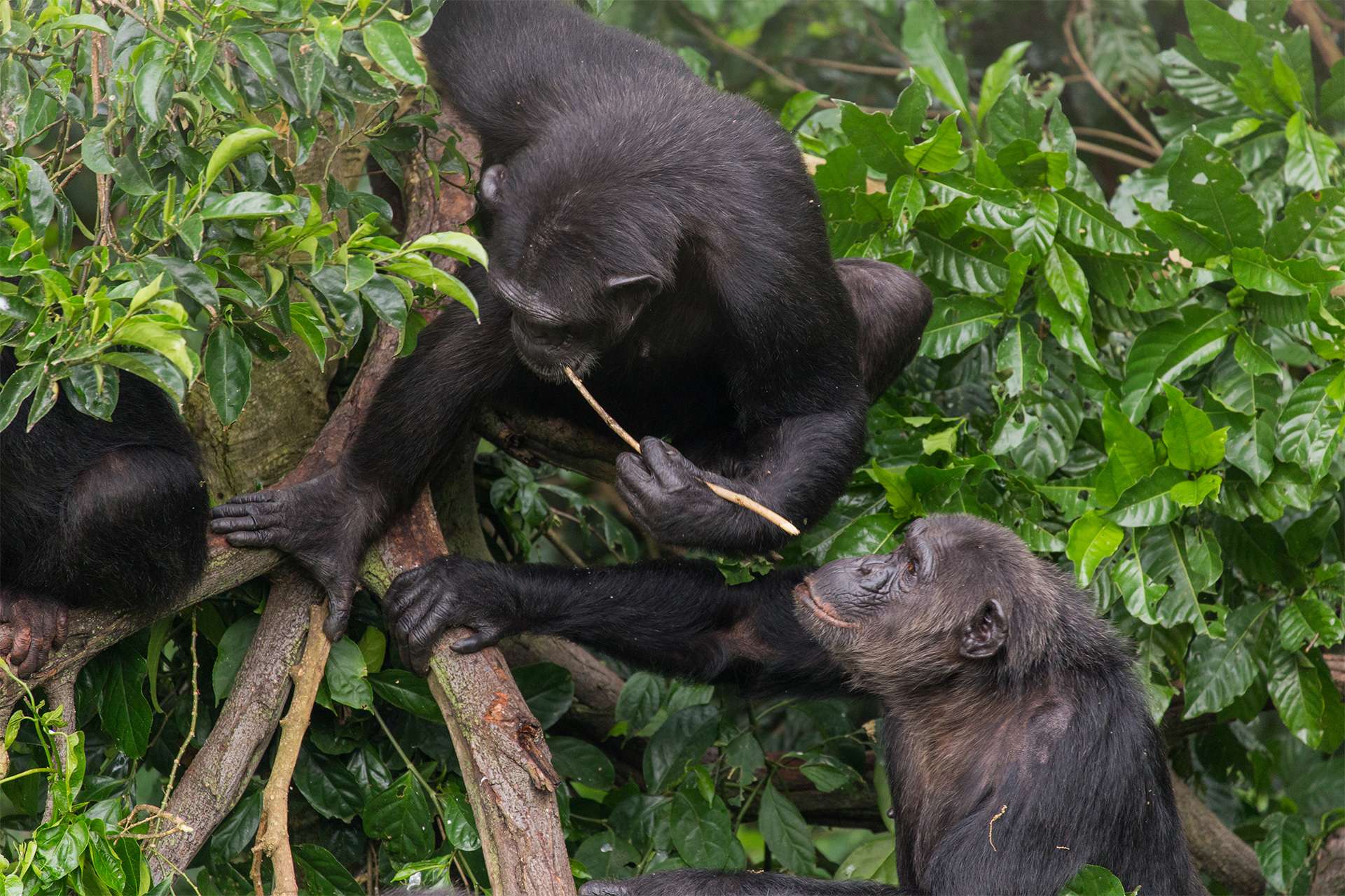 Using a stick as a tool, this adult chimpanzee has managed to access honey that was inside of a crevice in a branch. Other chimpanzees from the group have watched and are learning this skill.