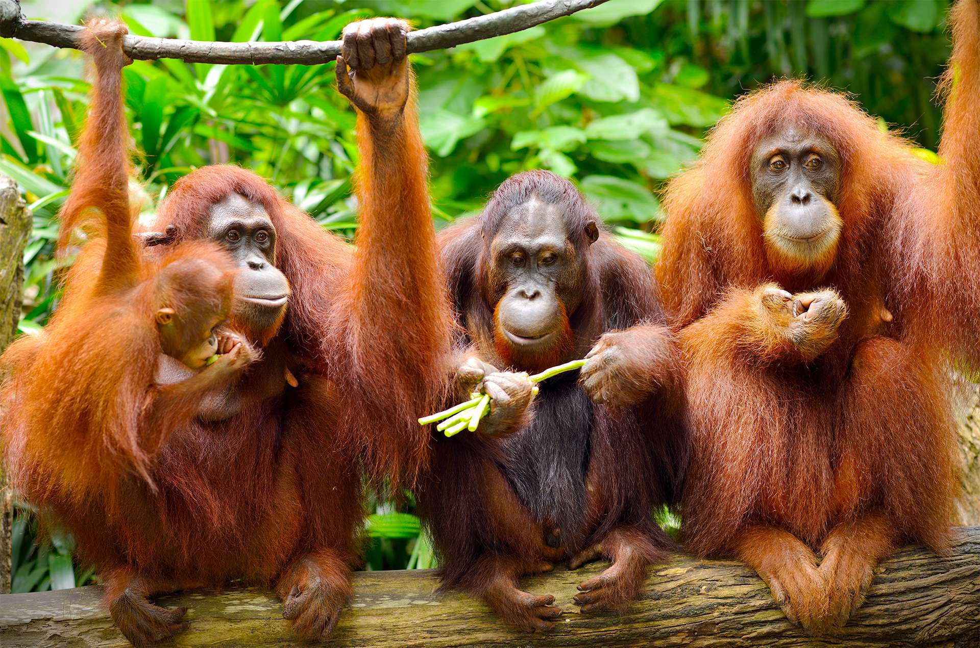 Orangutans in Borneo rain forest eating fruit and using sticks as tools