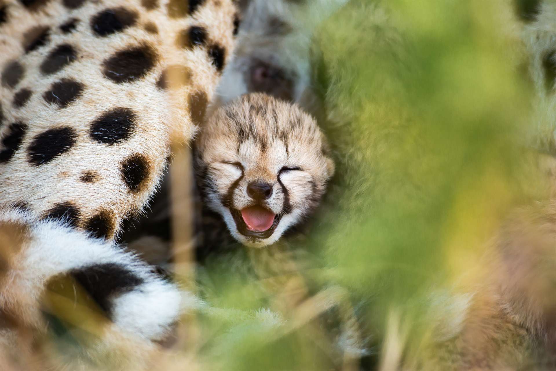 Muzzle of a two days old cheetah cub