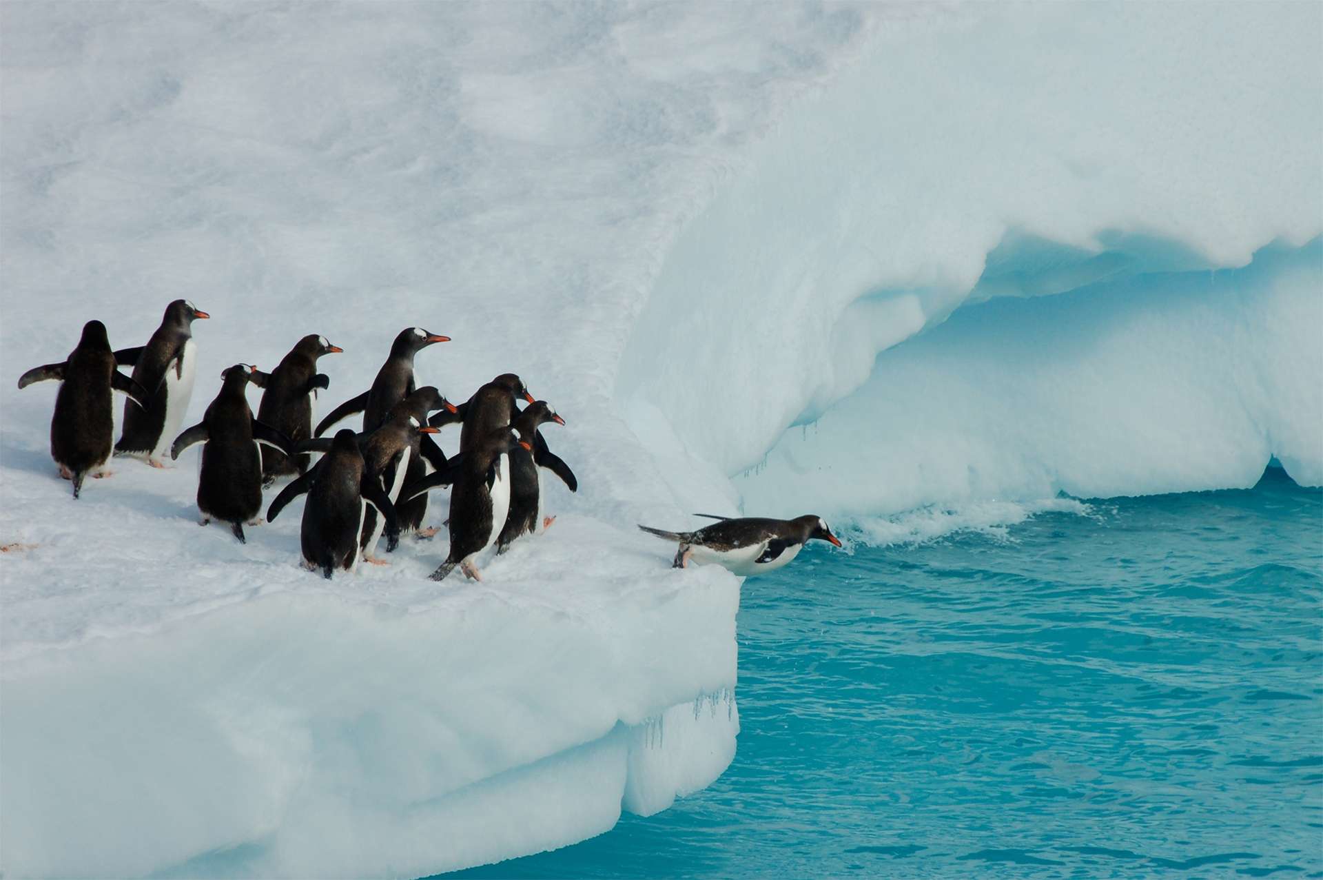 Penguins diving off iceberg Antarctica exploration wildlife 