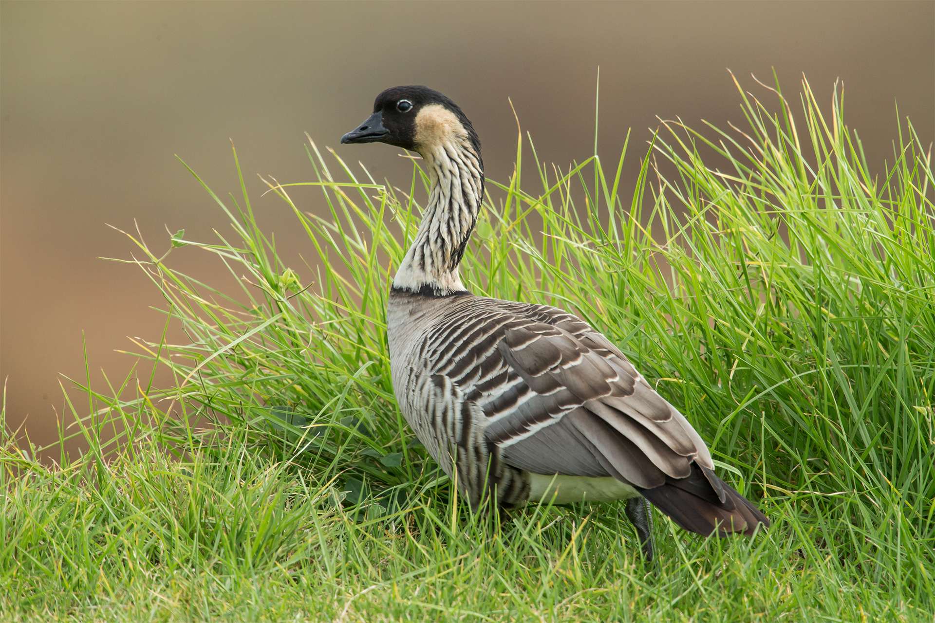 the rare and endangered Hawaiian goose or Nene, in the wild