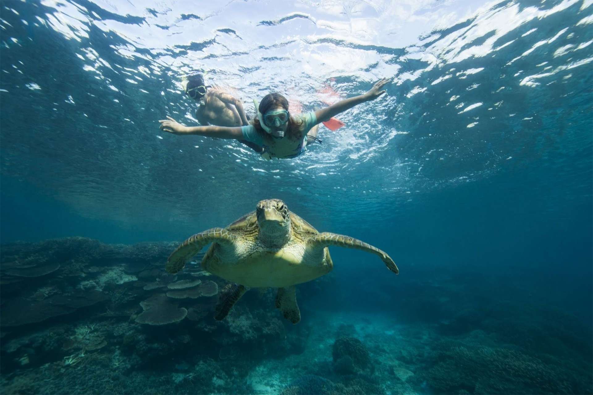 Snorkeling and swimming sea turtles in the Great Barrier Reef north Australia 