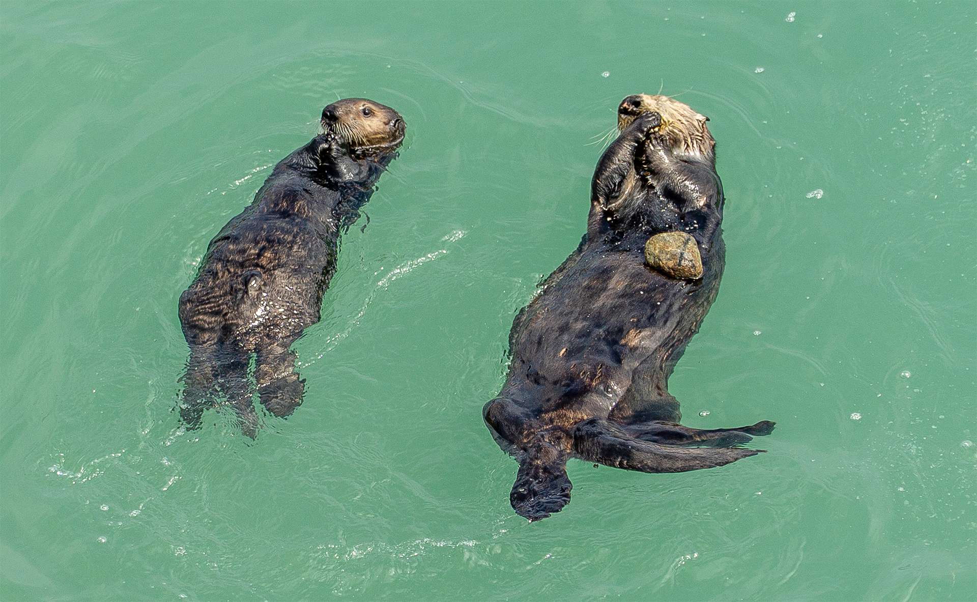 California on the way to Carmel, sea otters, mum with puppy who teaches how to break mussels