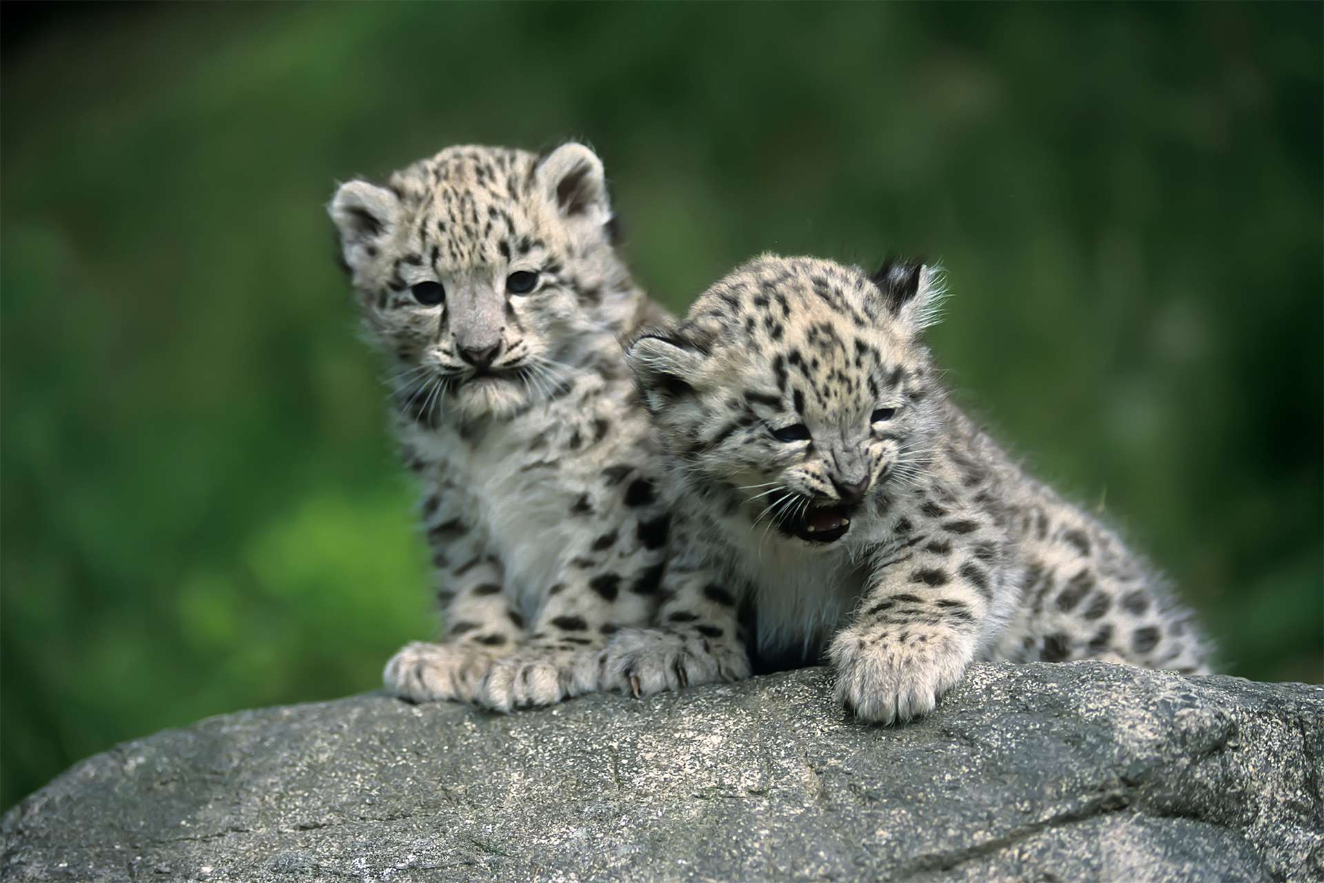 A pair of adorable snow leopard cubs