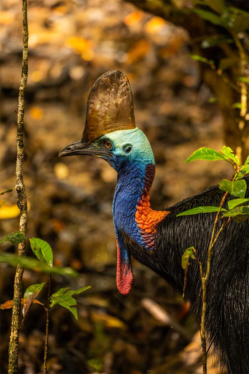 Southern Cassowary (Casuarius casuarius) Prehistoric flightless bird Australia north wilderness birding