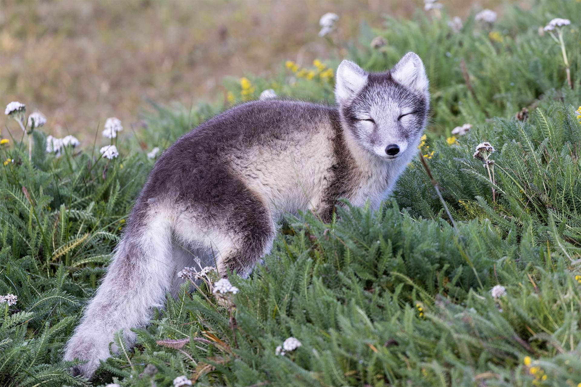 Arctic fox in wildflower field arctic tundra iceland summer