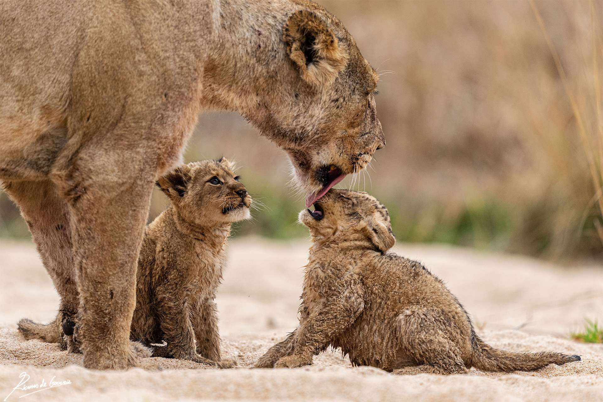 Lion cubs South Africa 