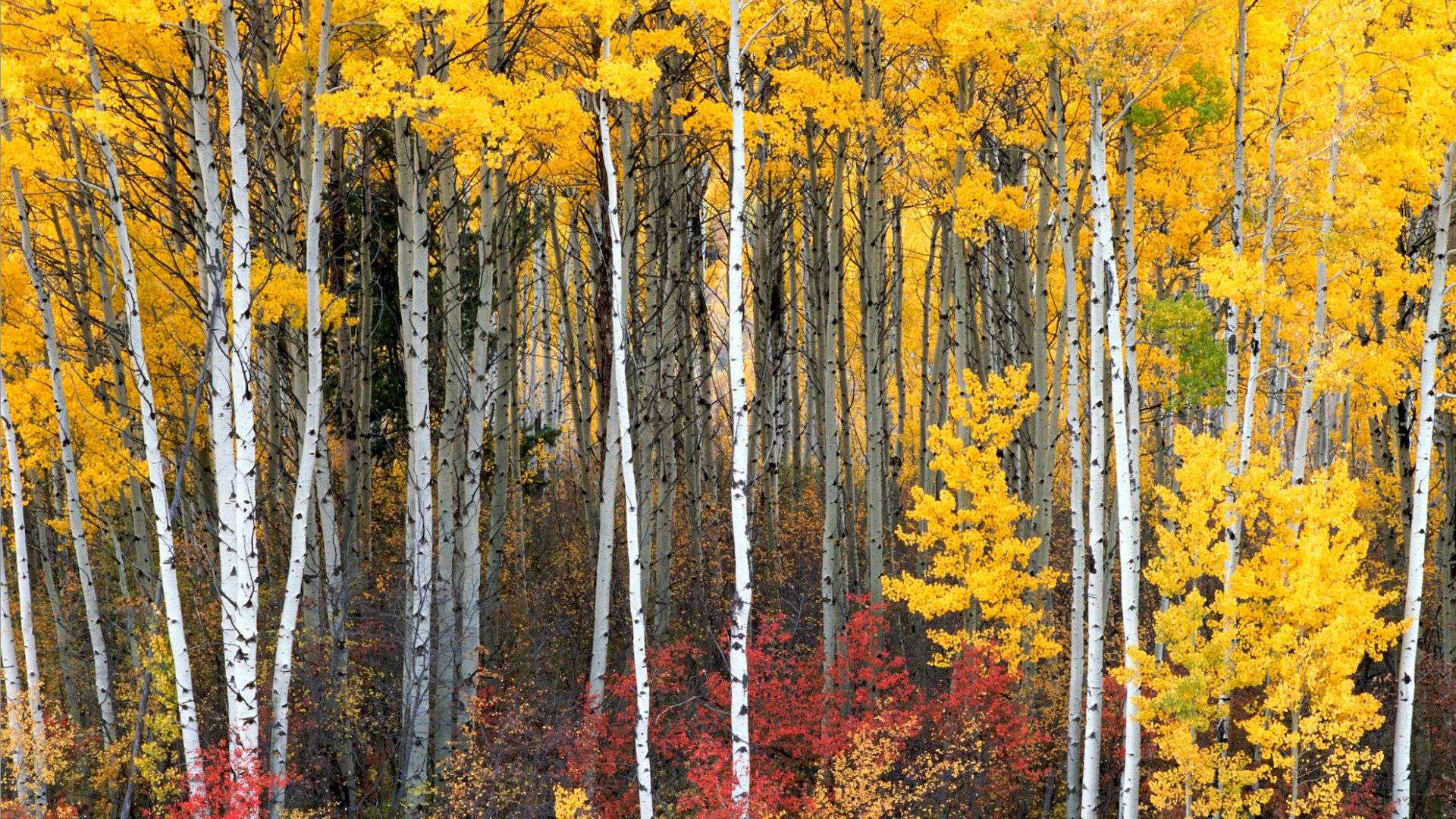 Aspen and mountain maple trees in fall color. Teton Range, ID.