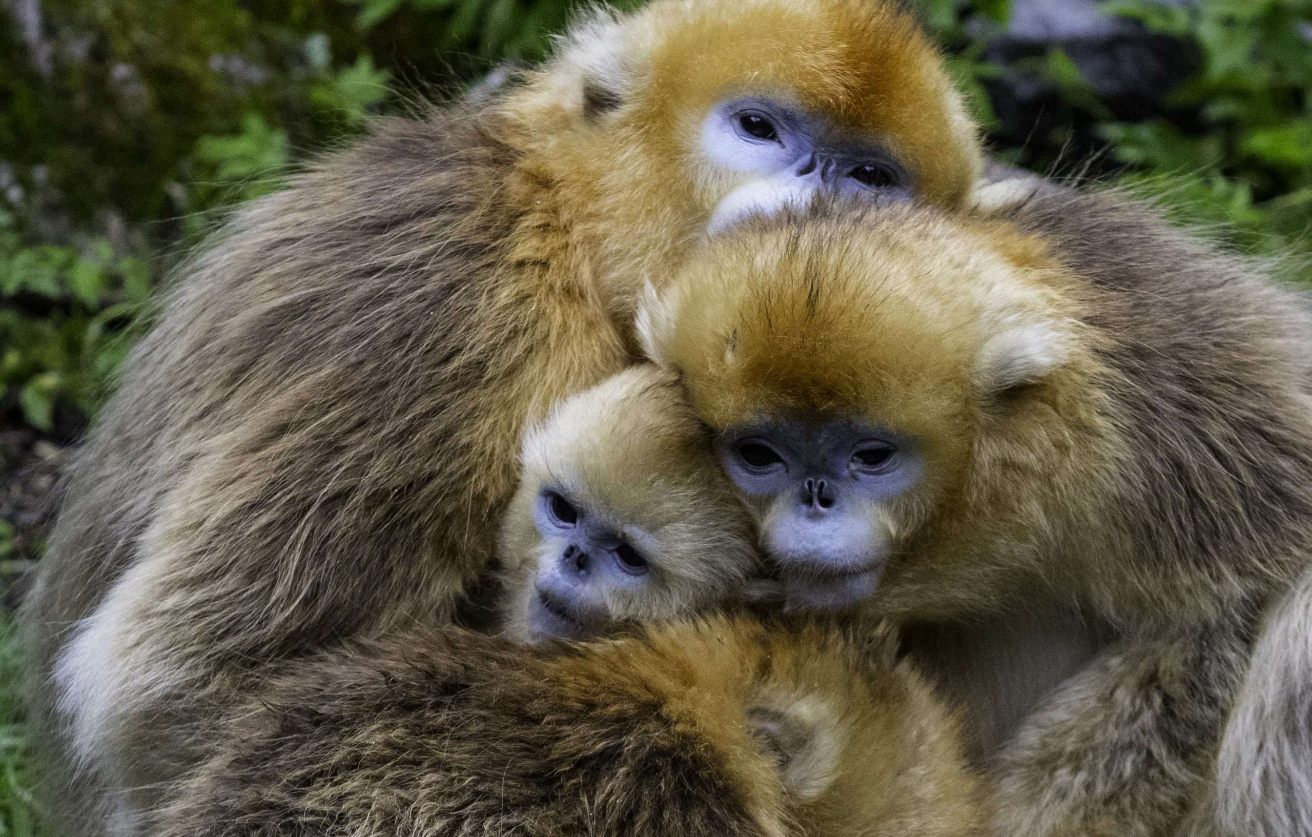 Snub nosed monkey family baby monkeys China wildness endangered primates