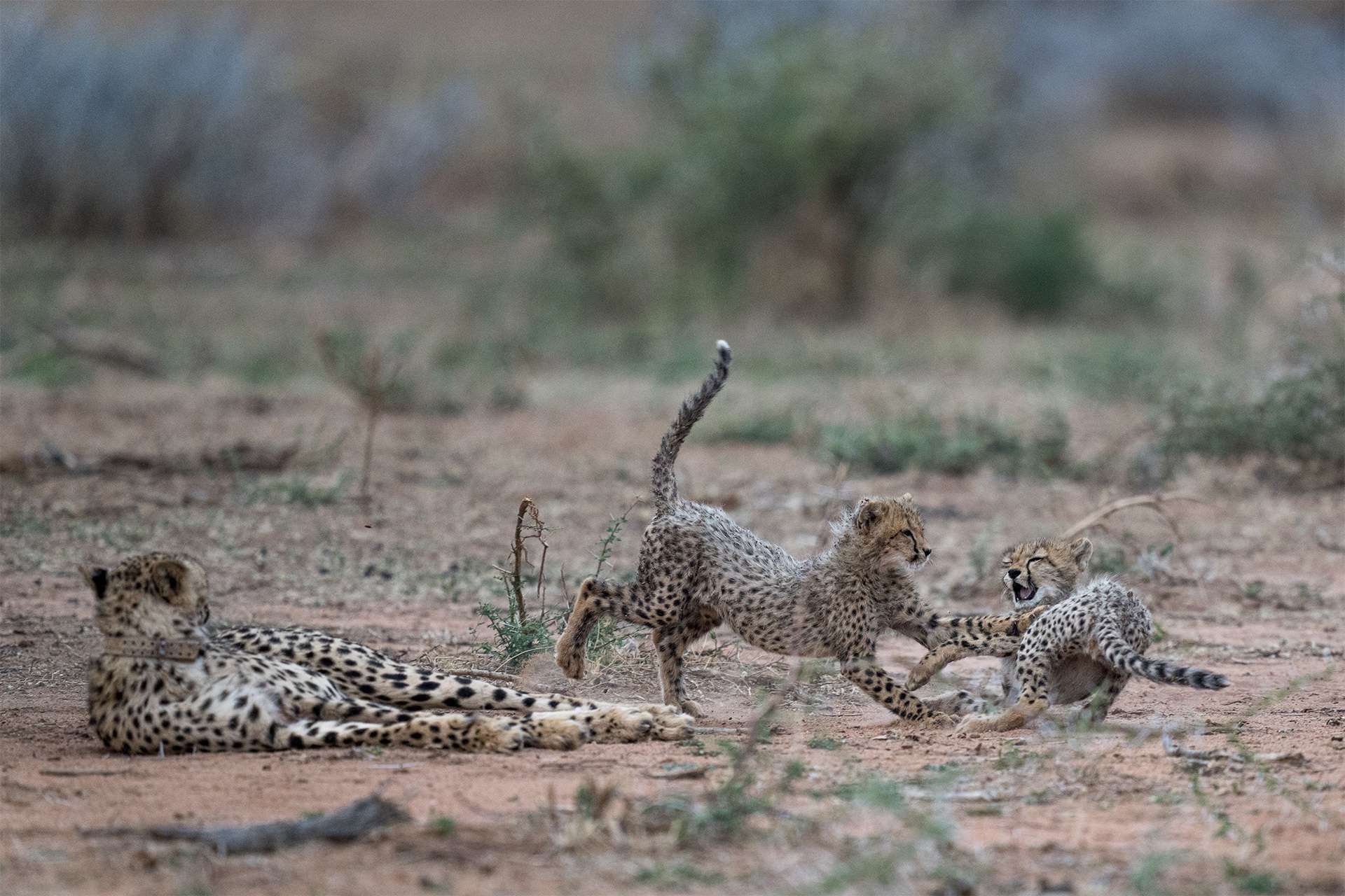 Cheetah cubs wrestle and play while their mother naps in the grasses africa savanna 