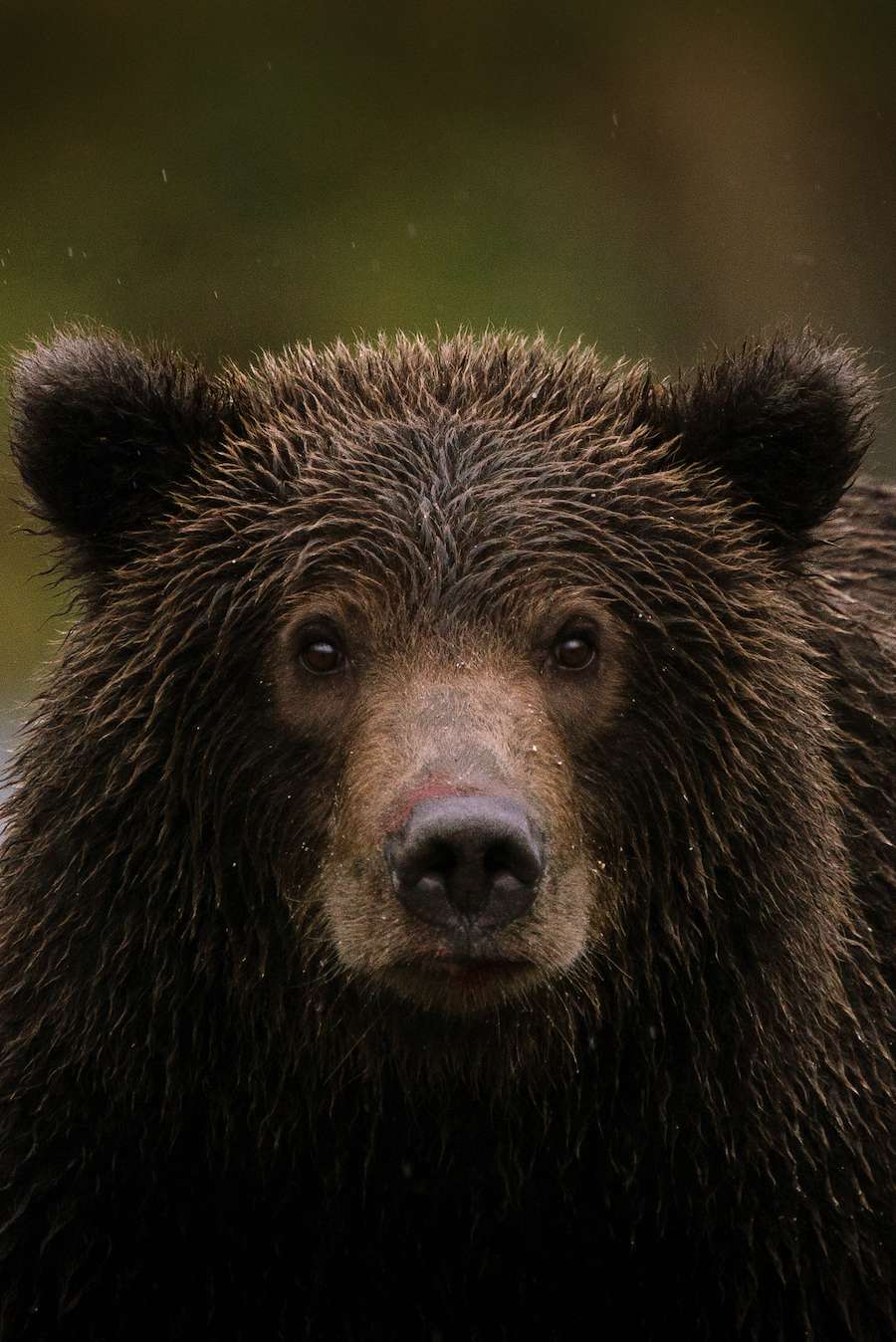 Close up grizzly bear face by Dana Cama