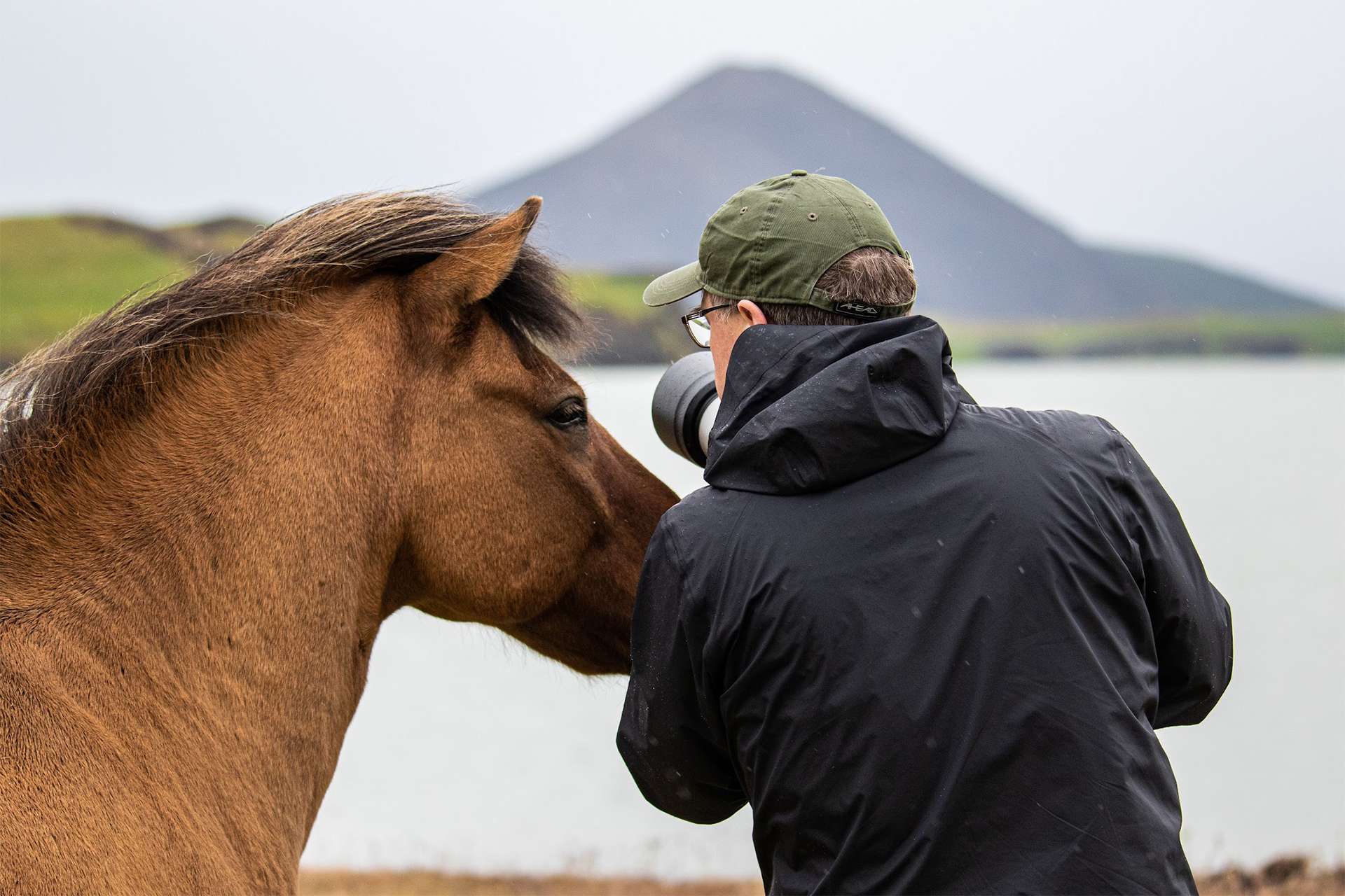 Icelandic horses pony poses for photo with wildlife photographer