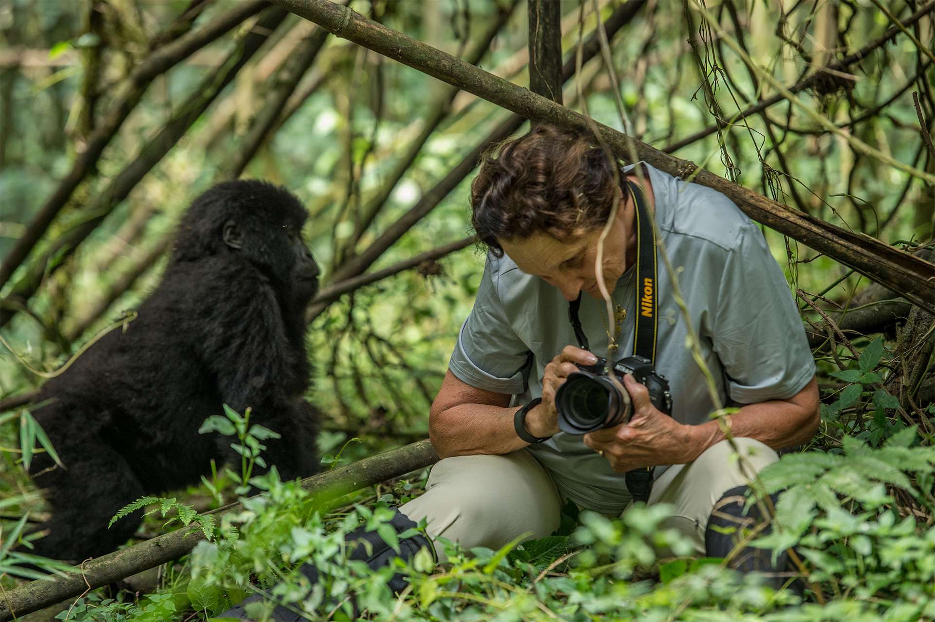 Woman traveler prepares her DSLR camera to photograph wild mountain gorillas in Uganda Rwanda in east Africa safari 