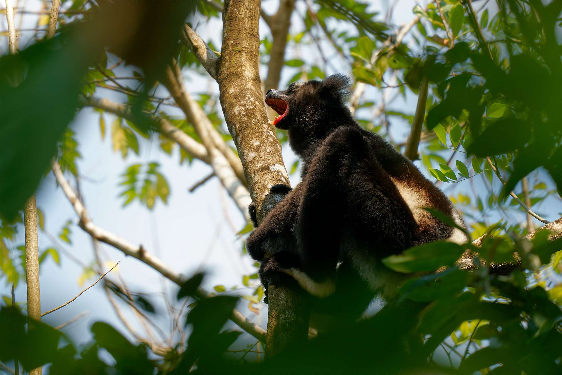 Indri indri - Babakoto the largest lemur of Madagascar has a black and white coat, climbing or clinging, moving through the canopy, herbivorous, feeding on leaves and seeds, singing.