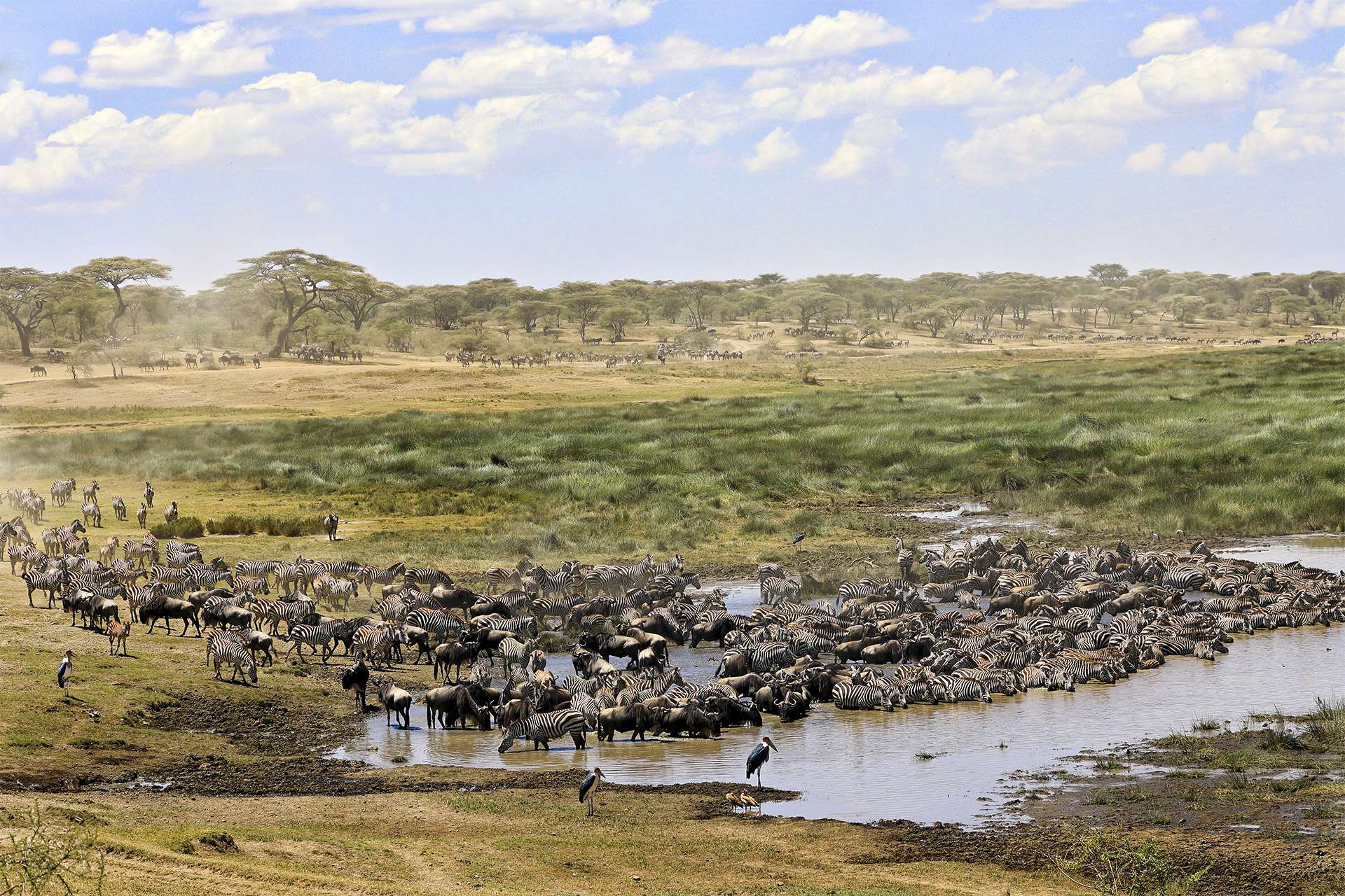Zebras and wildebeest migrate through Tarangire Park in Tanzania.