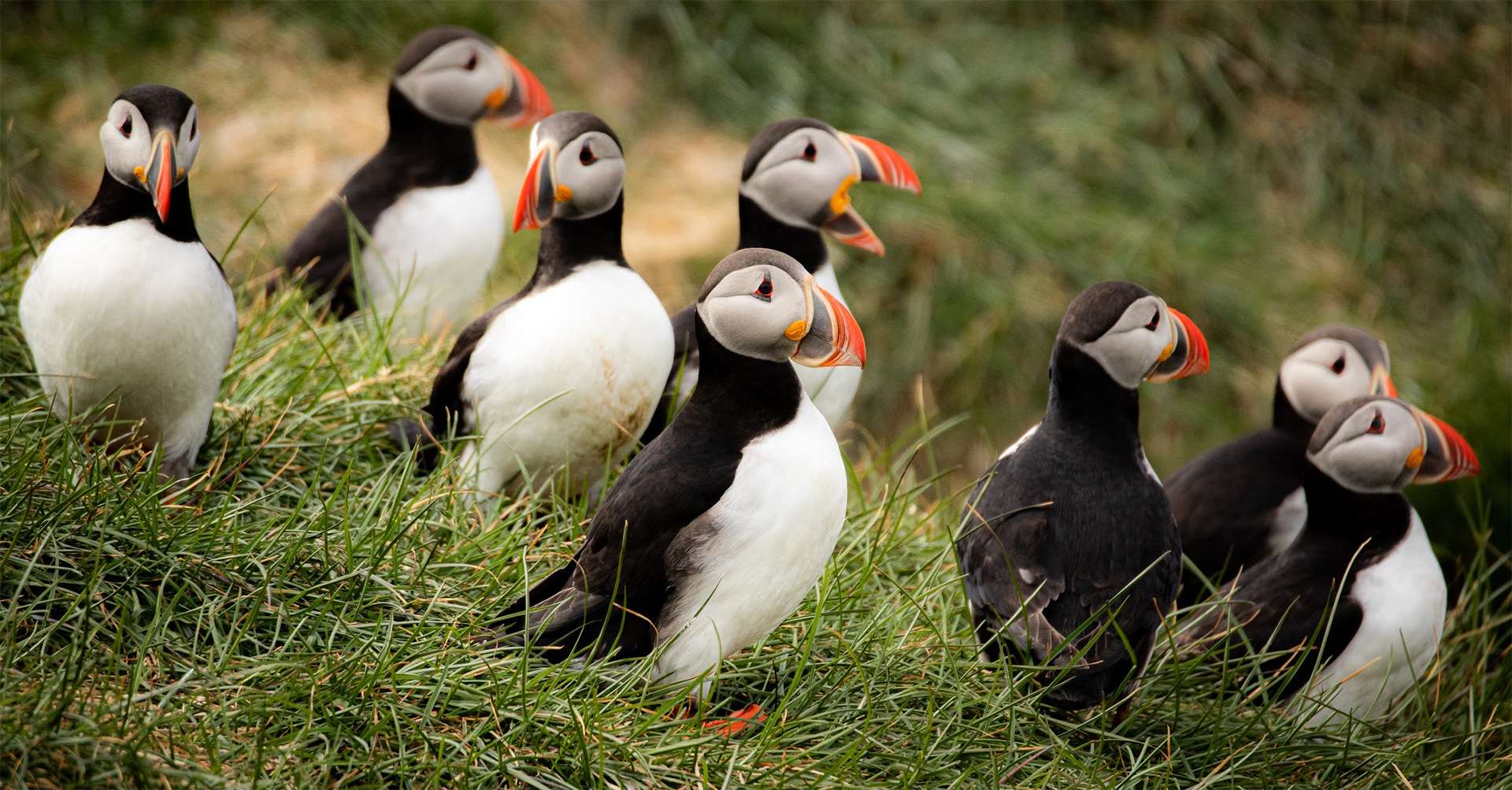 Nat Hab & WWF travelers witness world’s largest puffin colony In Iceland