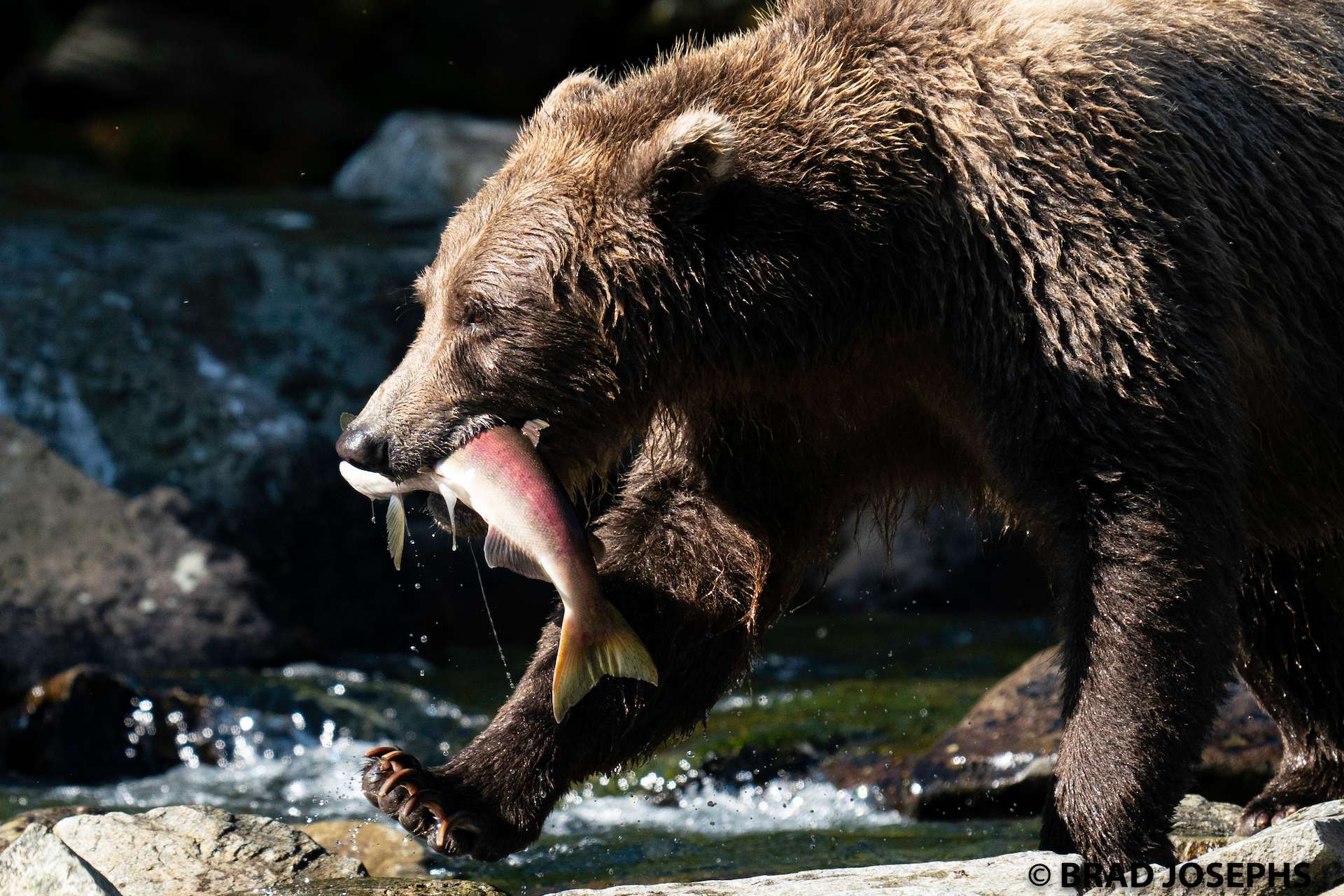 Alaska grizzly bear in water with salmon