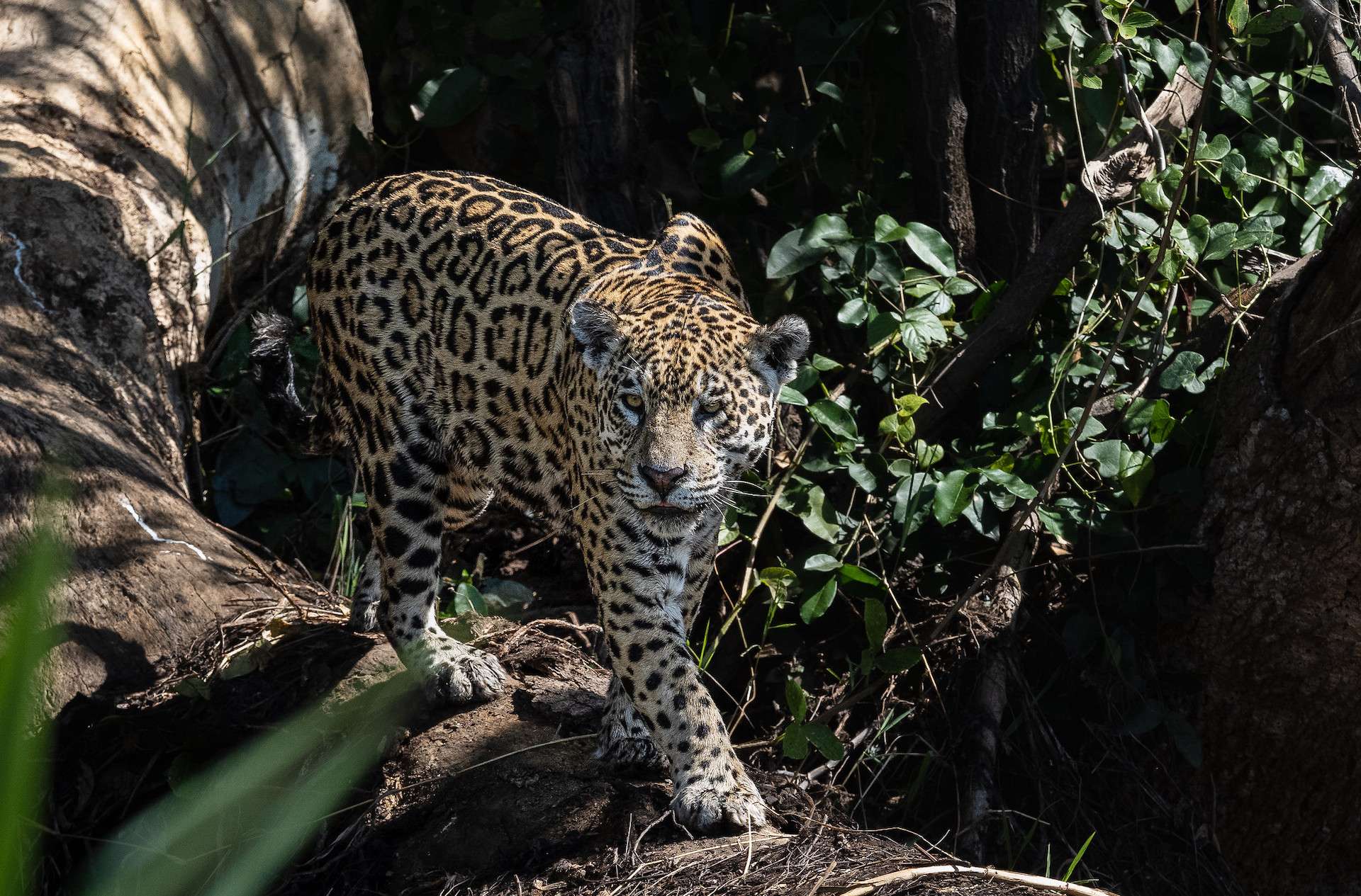 Jaguar on a fallen tree in Brazil