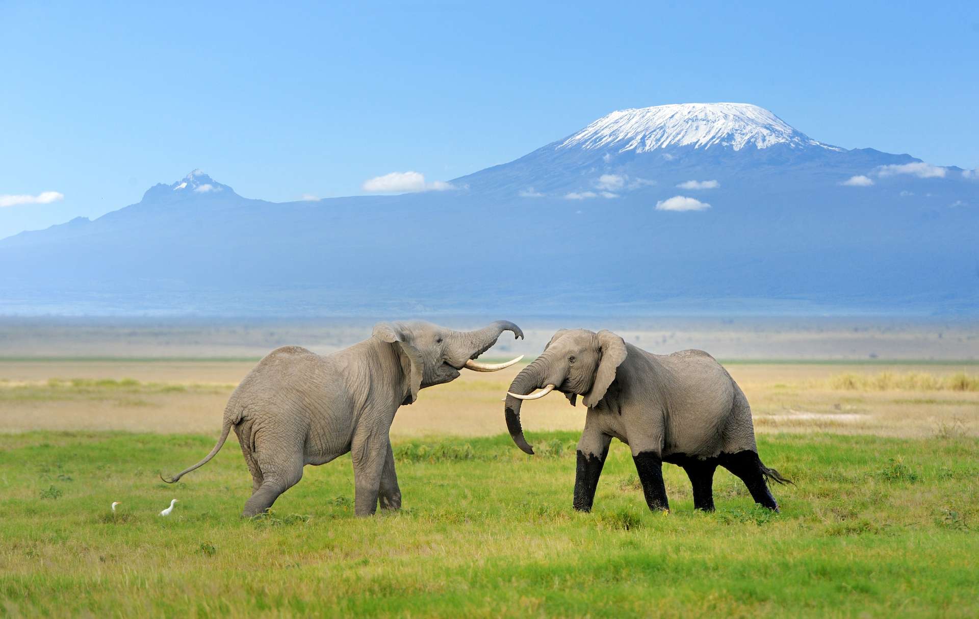 Elephants with Mount Kilimanjaro in the background