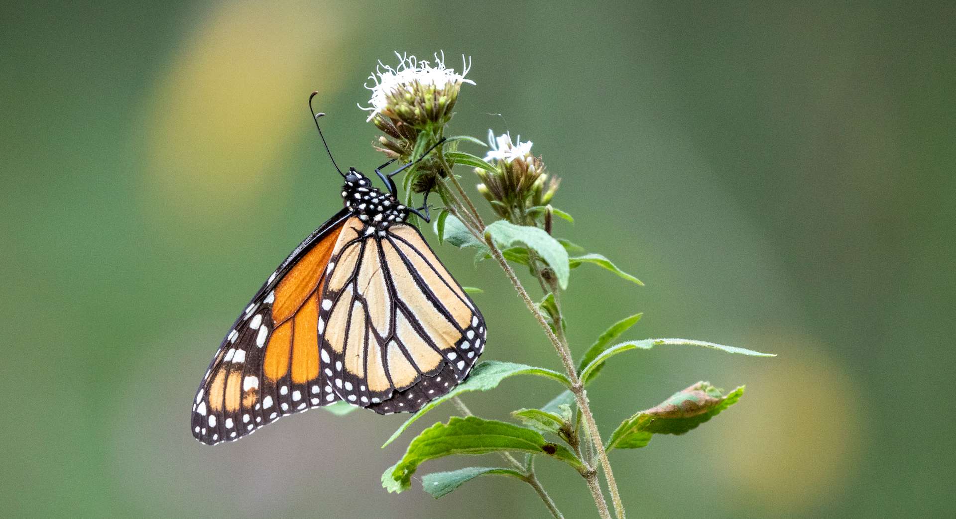 Monarch butterfly in Mexico