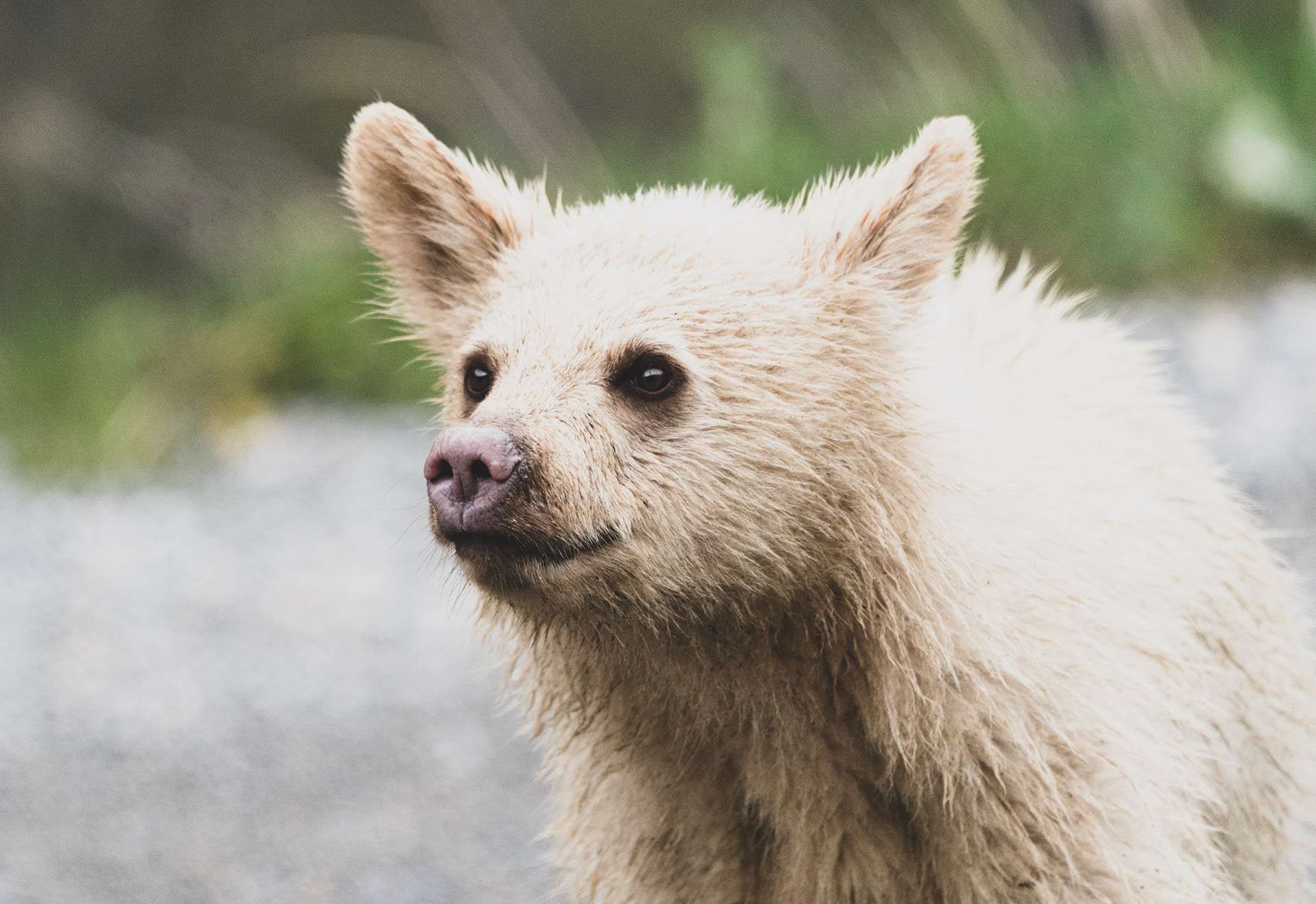 Spirit Bear by Dana Cama