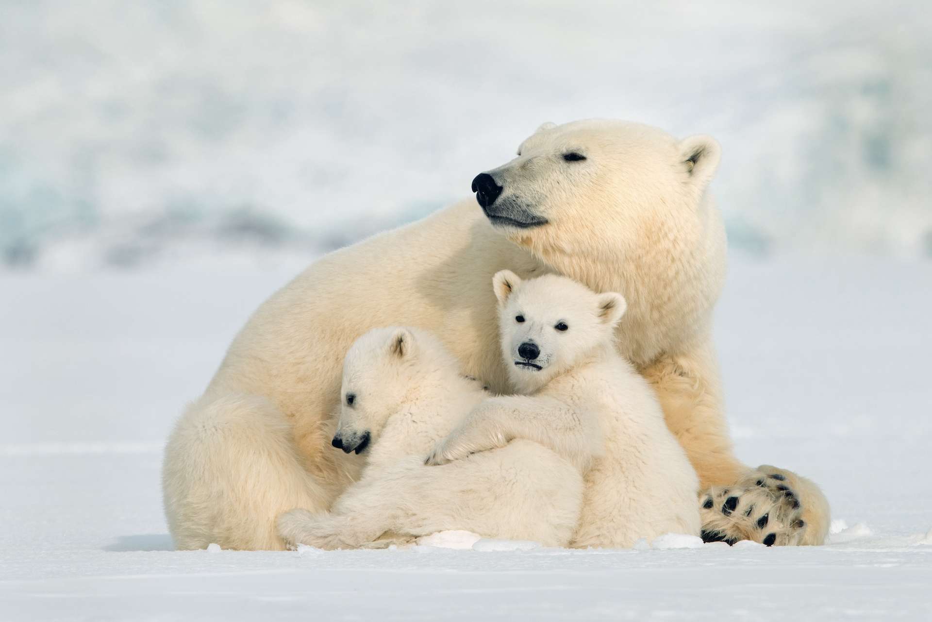 Polar bear and cubs in Canada