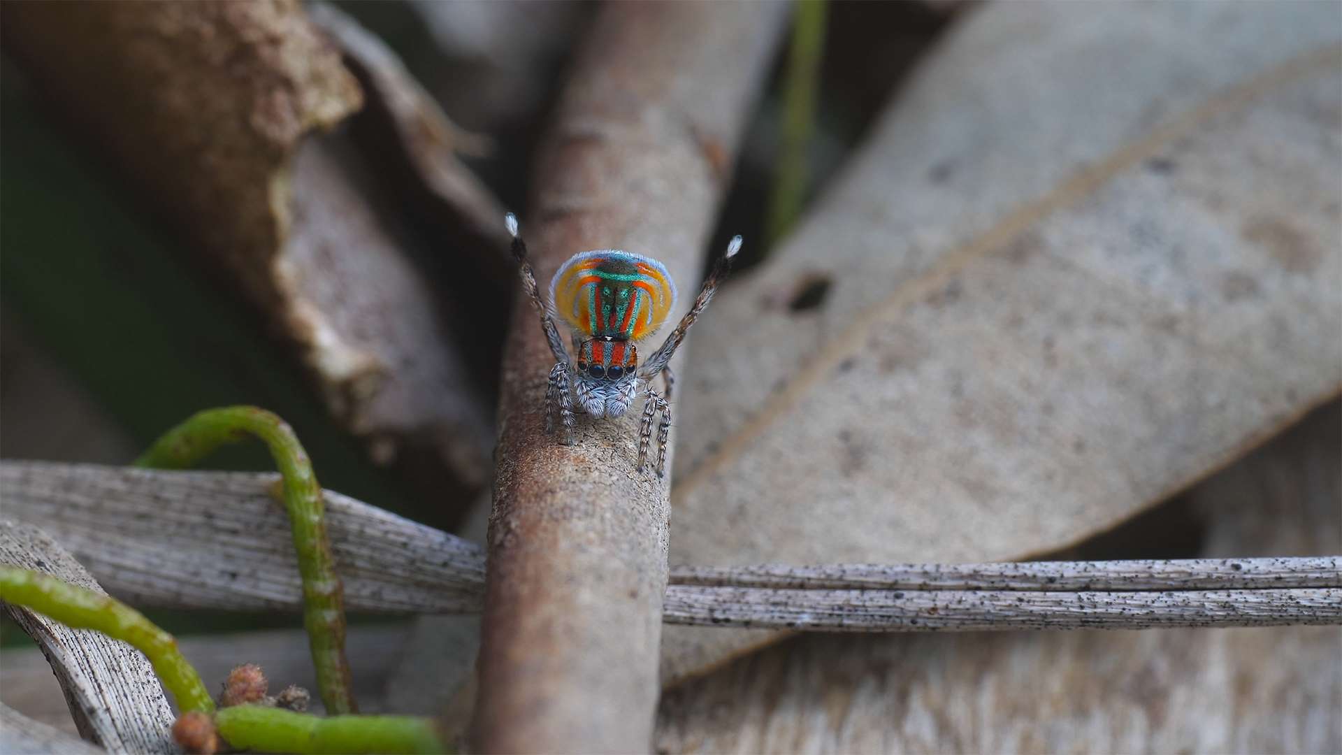 male maratus volans courtship display. M. volans is an australian peacock spider