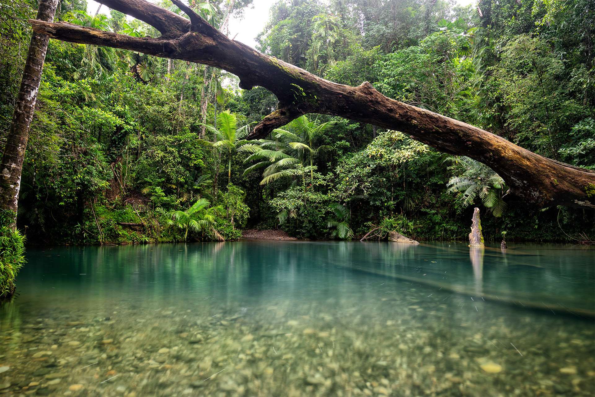 Tropical North Queensland, landscapes Australia. Daintree rain forest rainforest conservation carbon sink 