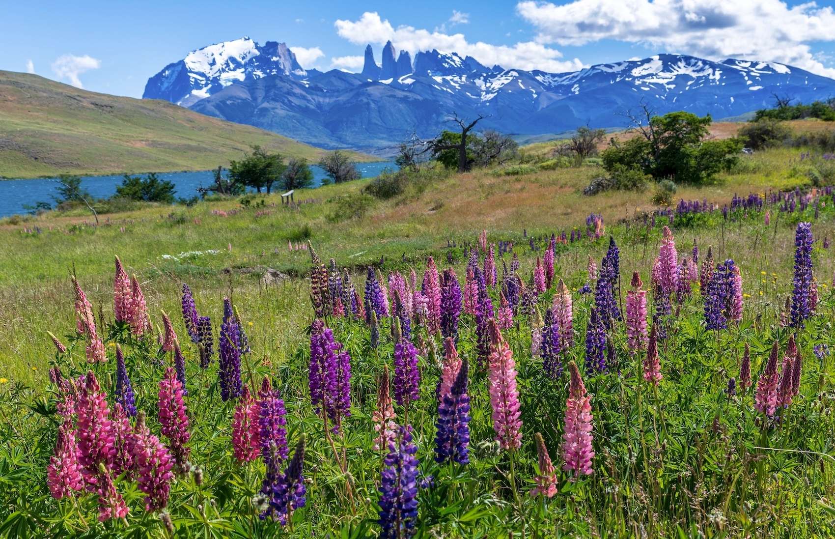 Wild lupine flowers with Torres del ¨Paine national park in background, Patagonia, Chile