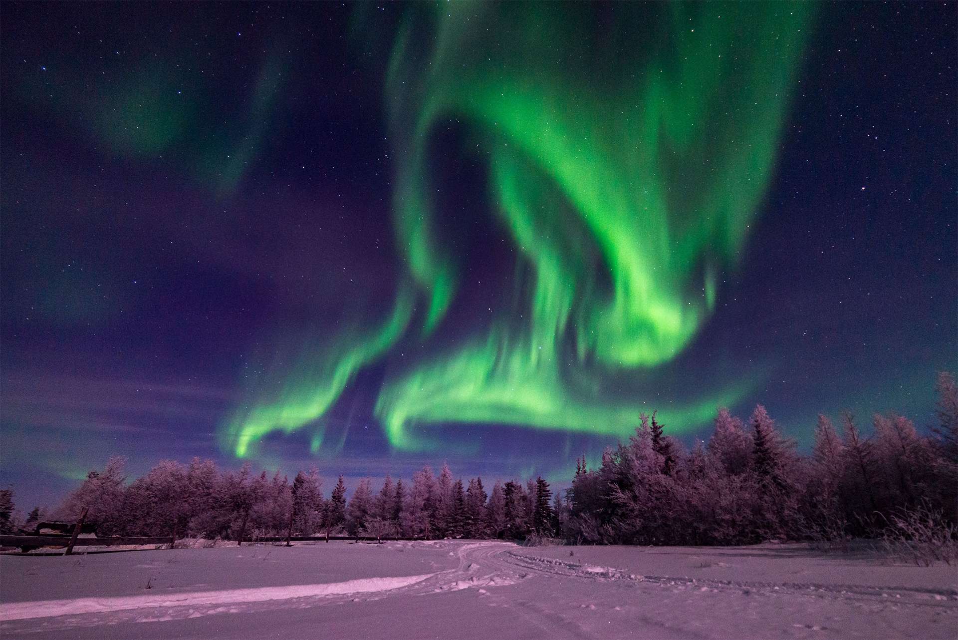 Northern lights display vibrant greens in dark blue sky over freshly fallen snow and snow-covered trees
