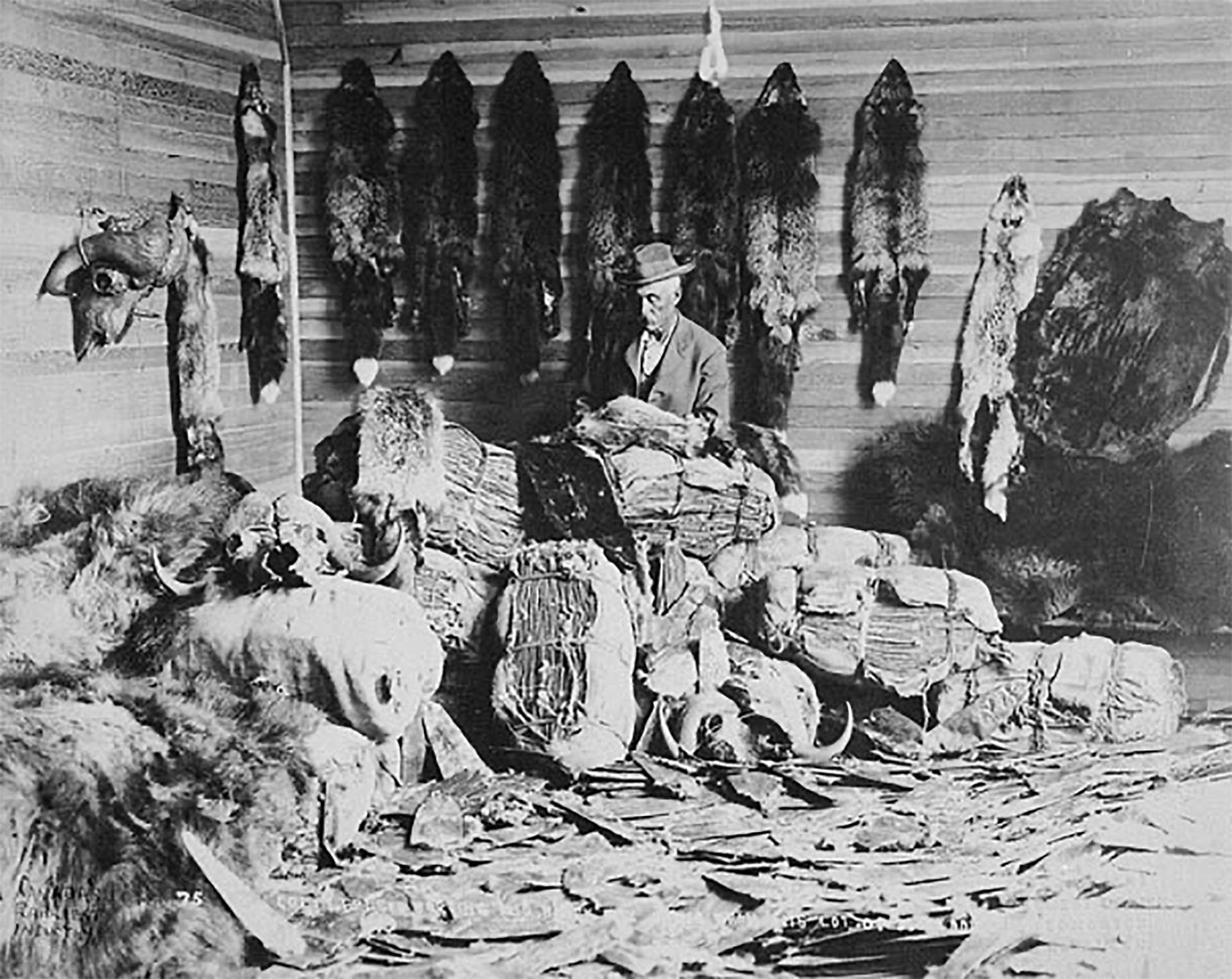 1890s Colin Fraser, trader at Fort Chipewyan (Alberta), sorts fox, beaver, mink & other precious furs. Alberta Canada 