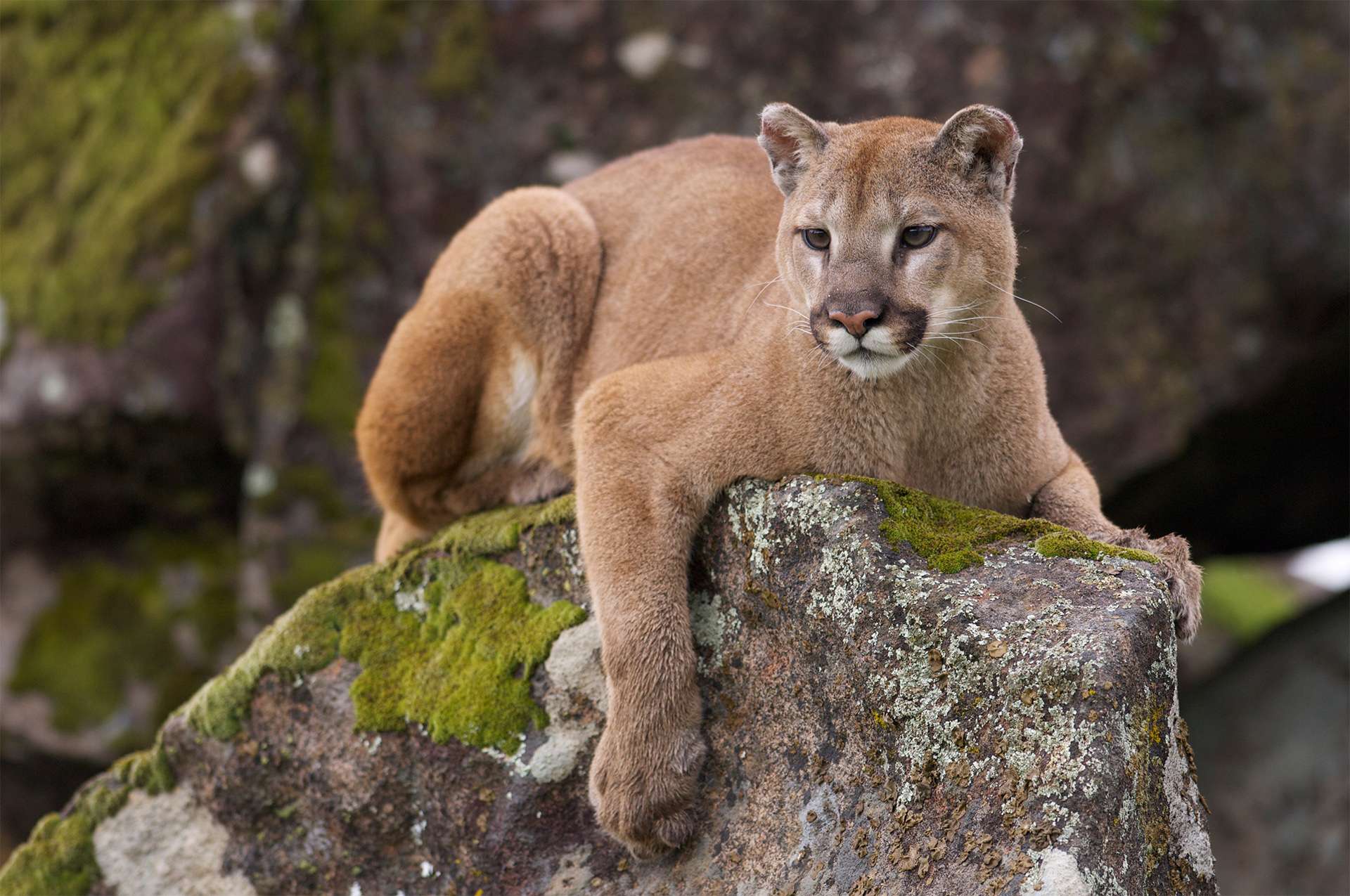 Mountain lion puma cougar sits peacefully laying on a moss covered rock 