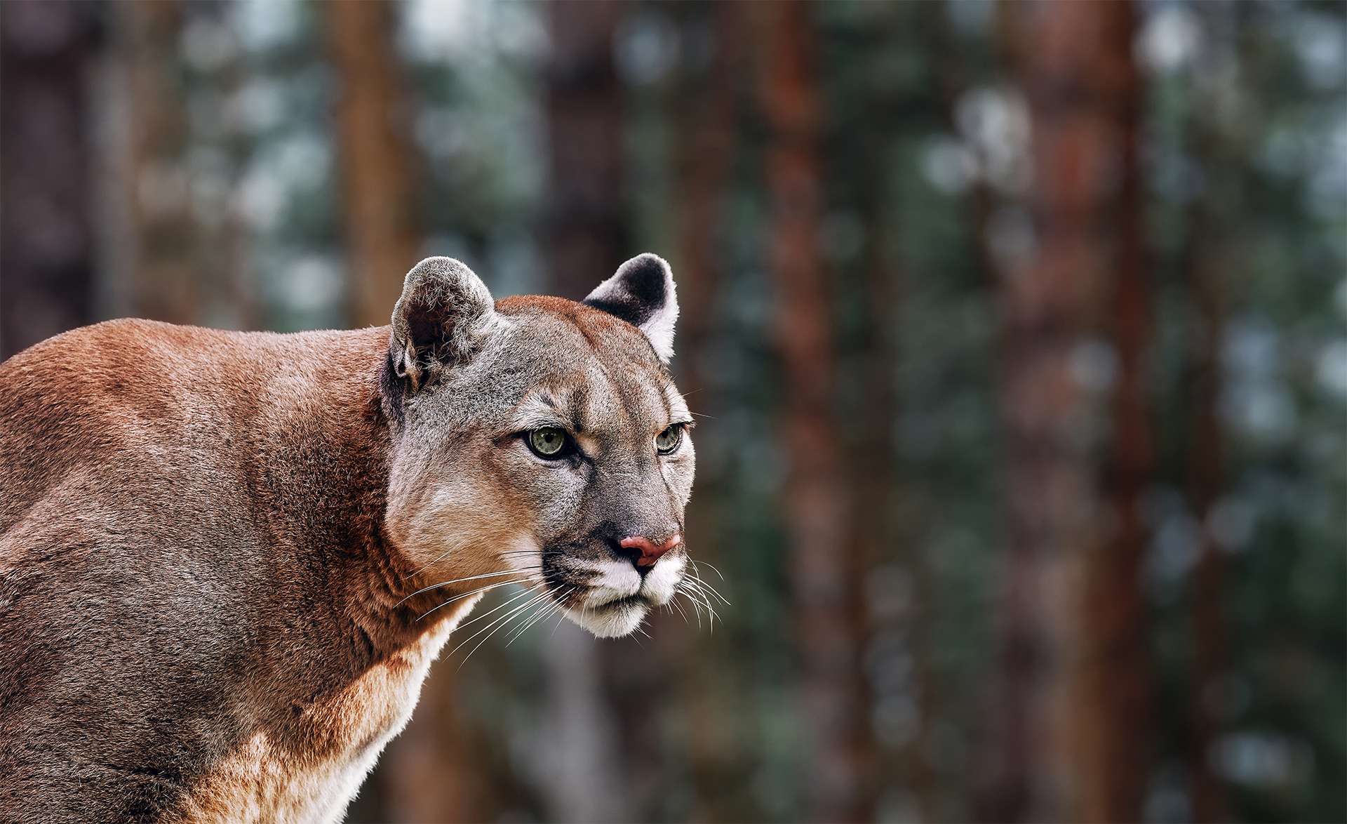 Portrait of Beautiful Puma. Cougar, mountain lion, puma, panther, striking pose, scene in the woods, wildlife America