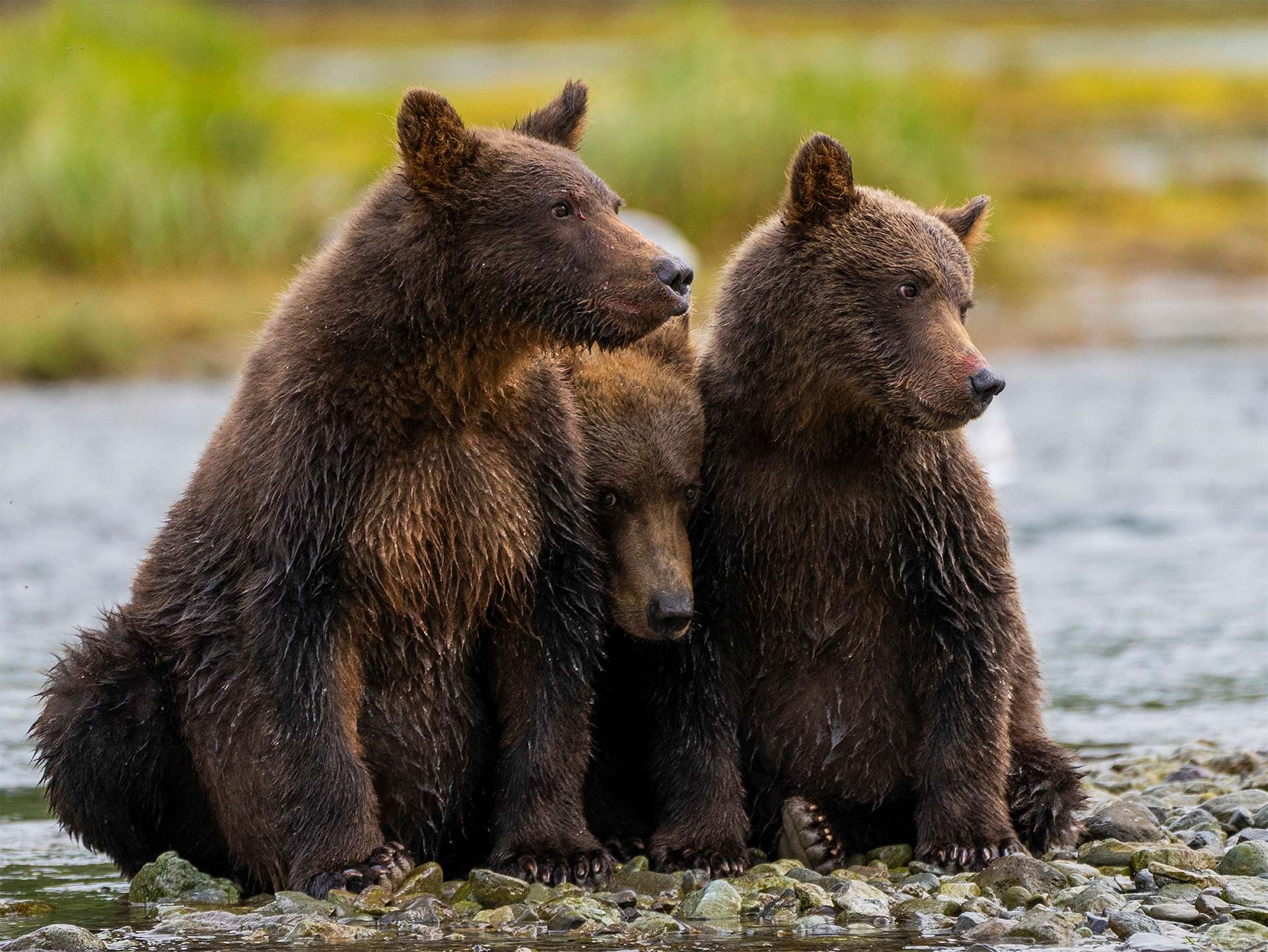 Three grizzly bear brown bear cubs in Alaska Katmai national park 