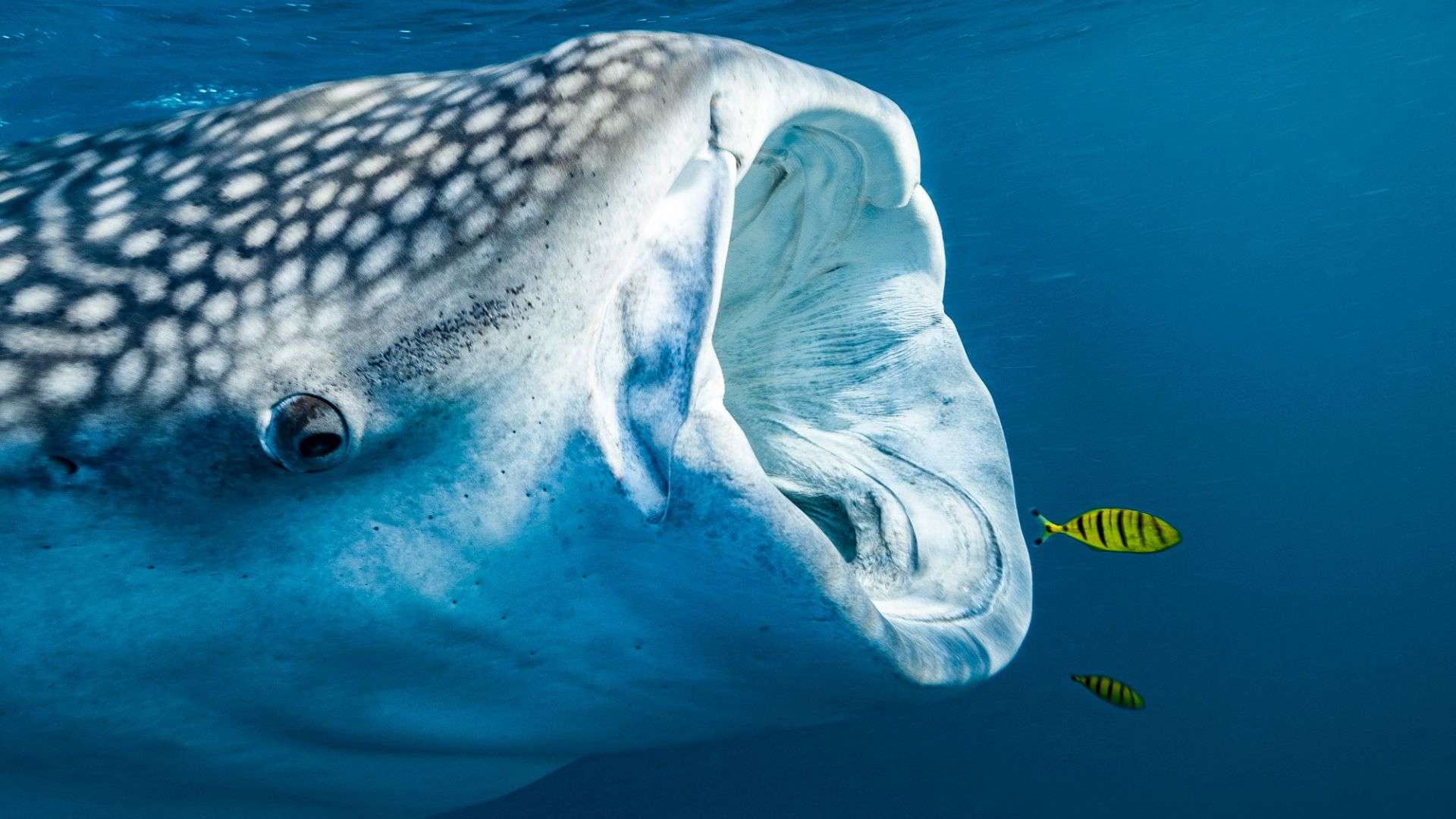 Whale Shark in the Indian Ocean