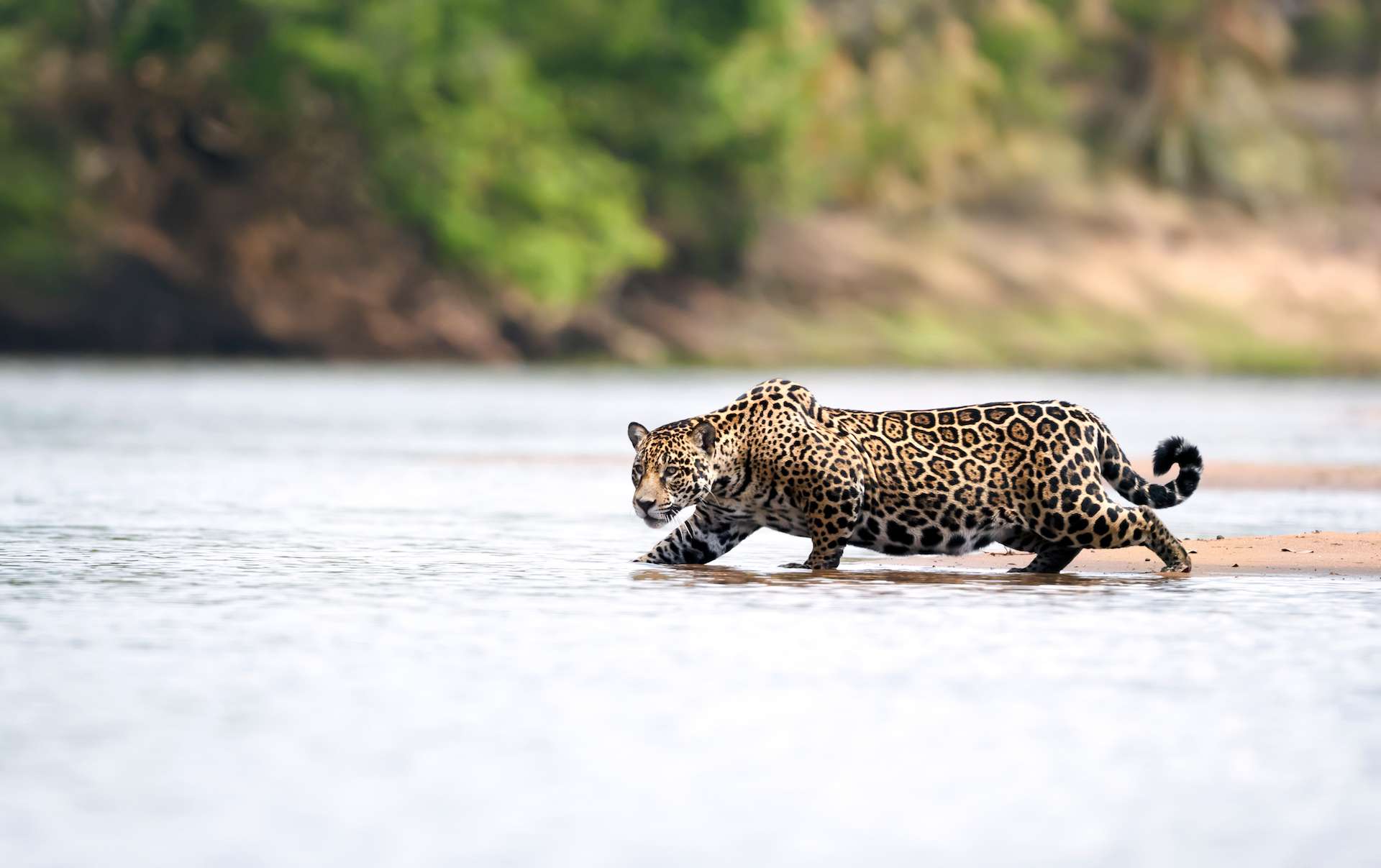 Close up of a Jaguar stalking prey in water, Pantanal, Brazil.
