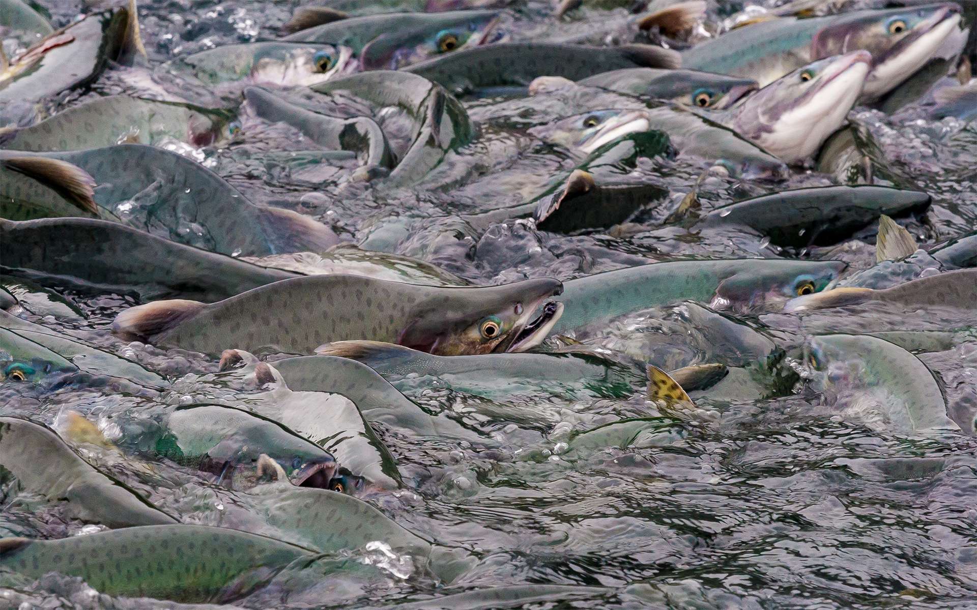 Spawning Pink salmon crowded in Alaska salmon run wild pacific salmon