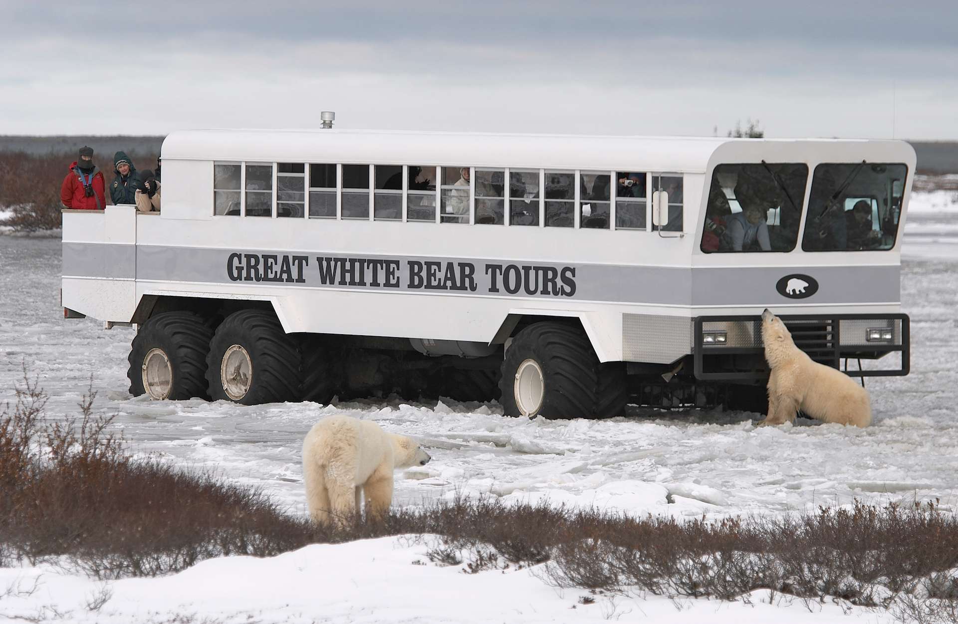 Two polar bears investigate a Great White Bears Polar Rover on the snowy tundra in Churchill, Manitoba, Canada