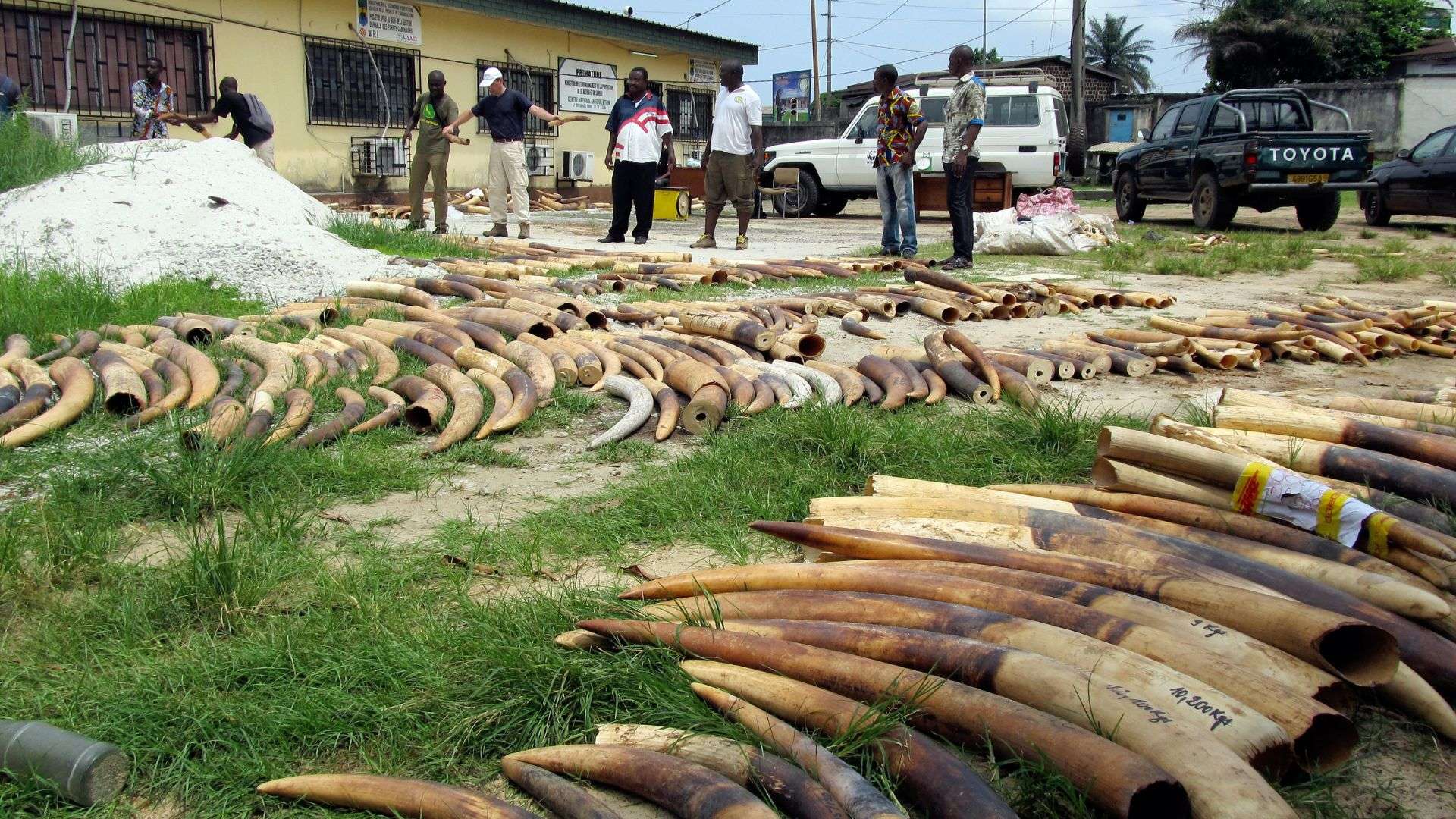 Poached ivory elephant tusks confiscated by anti-poaching patrols, Gabon, Africa.