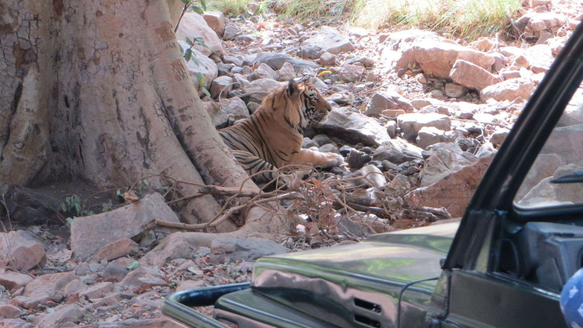 A tiger in the Indian reserve, hiding under a tree for shade