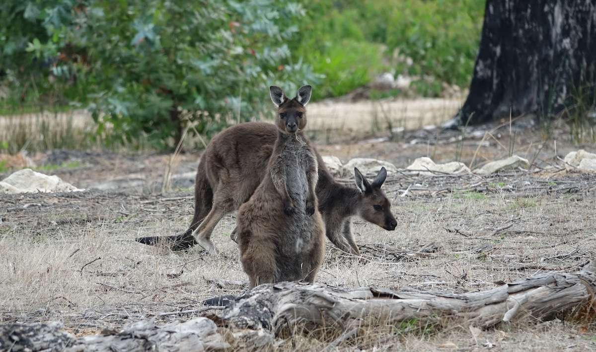 Two wallabies in Australia