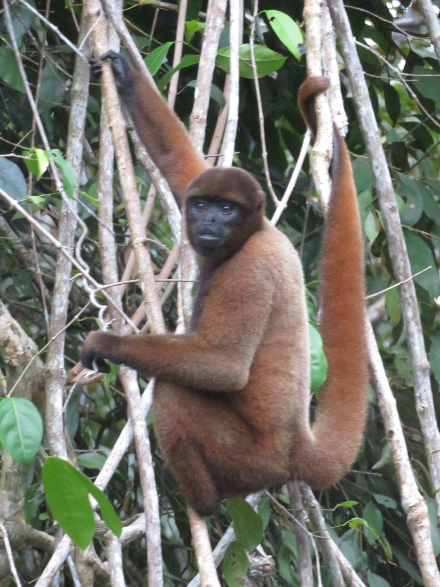 A monkey climbing a tree