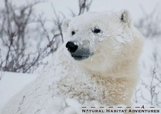 Polar bear tours with Natural Habitat Adventures