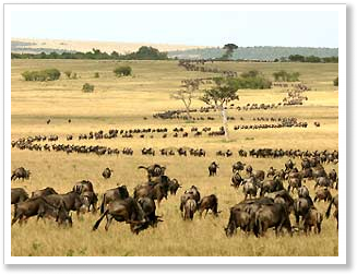 Tanzanie Migration
