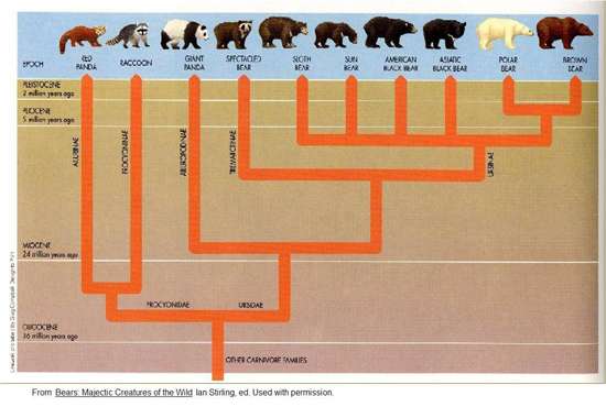 Bear evolutionary tree