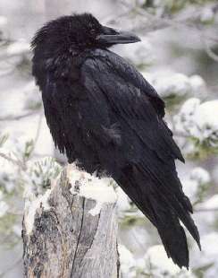 Raven black as night...