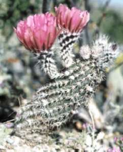Chisos Mountain hedgehog cactus