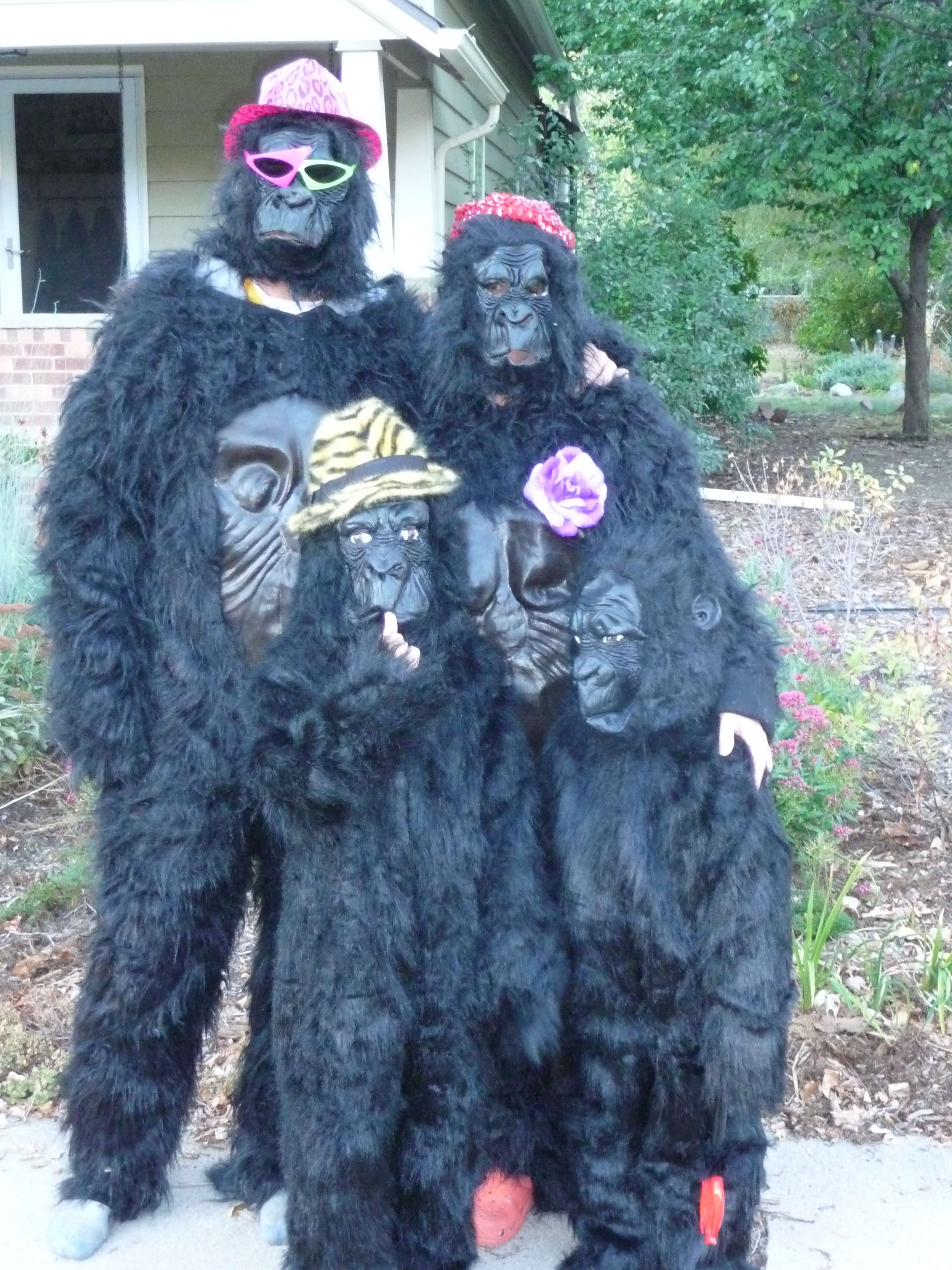 Gorilla Family!