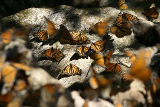 Monarchs resting on rocks